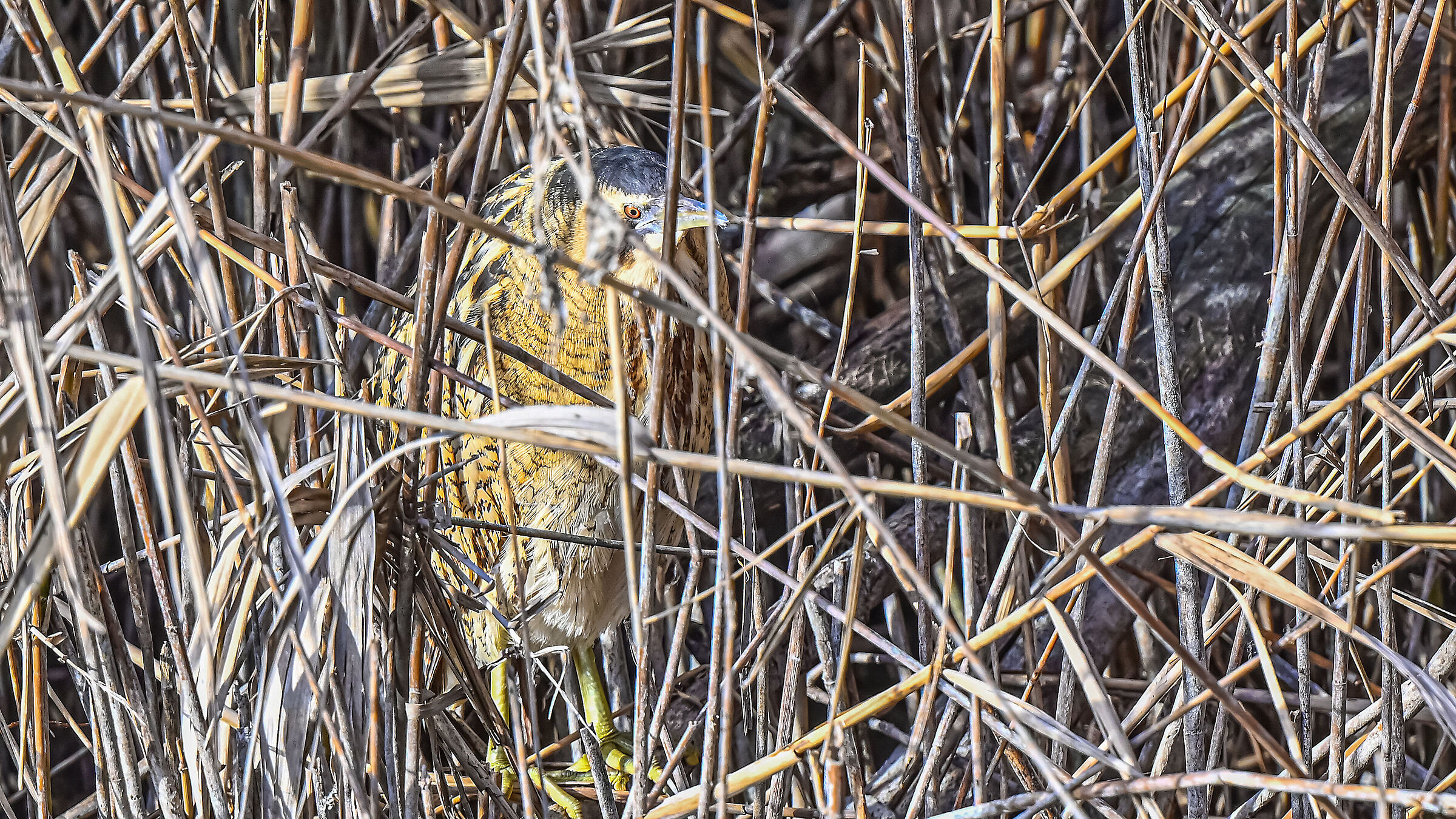 Tarabuso infrascato !!