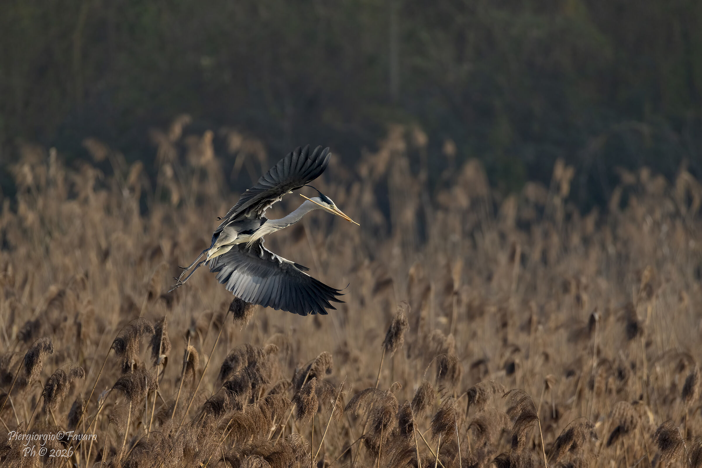 Work in progress on the reeds...