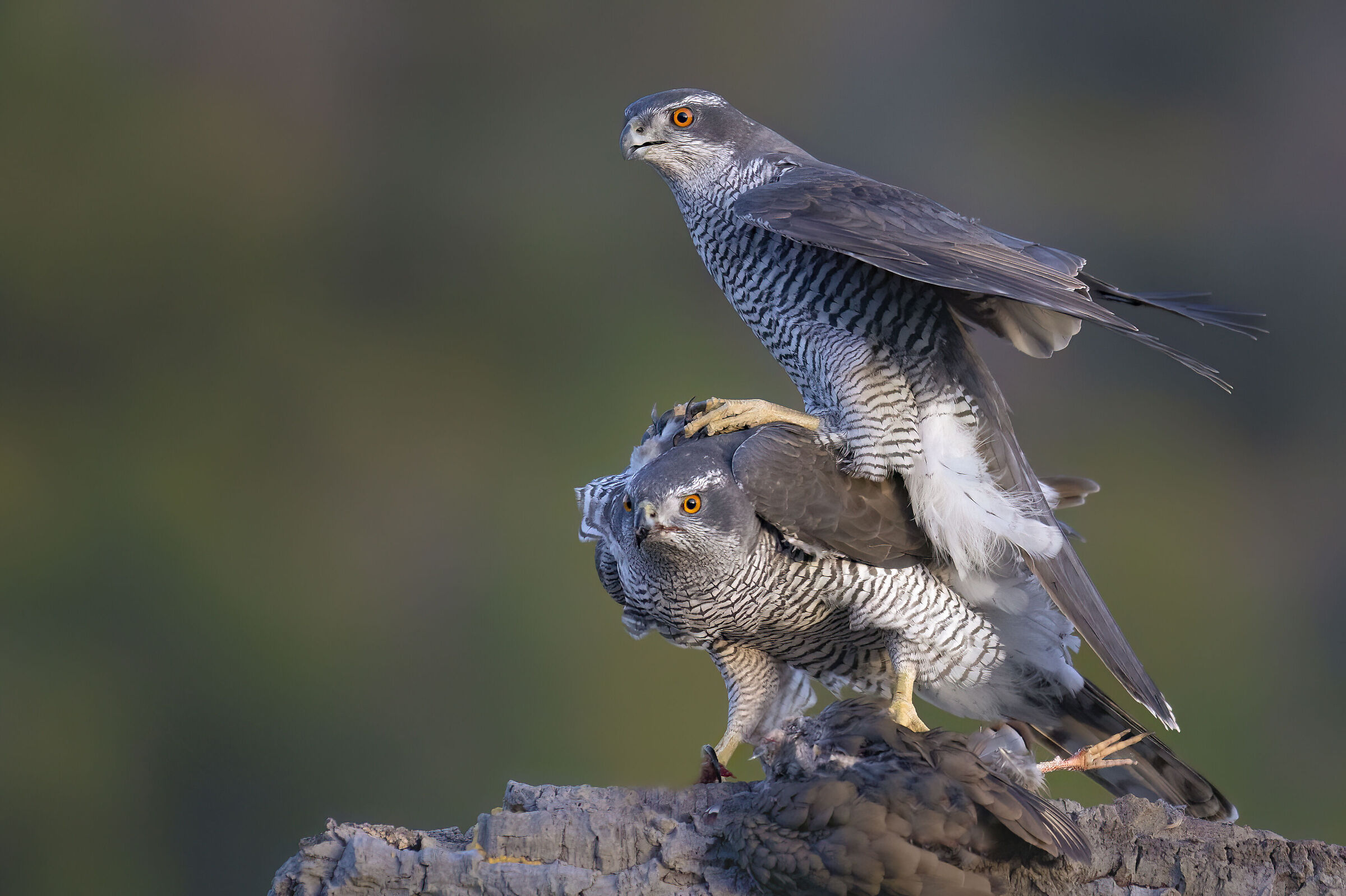 At the peak of mating, Sparrow