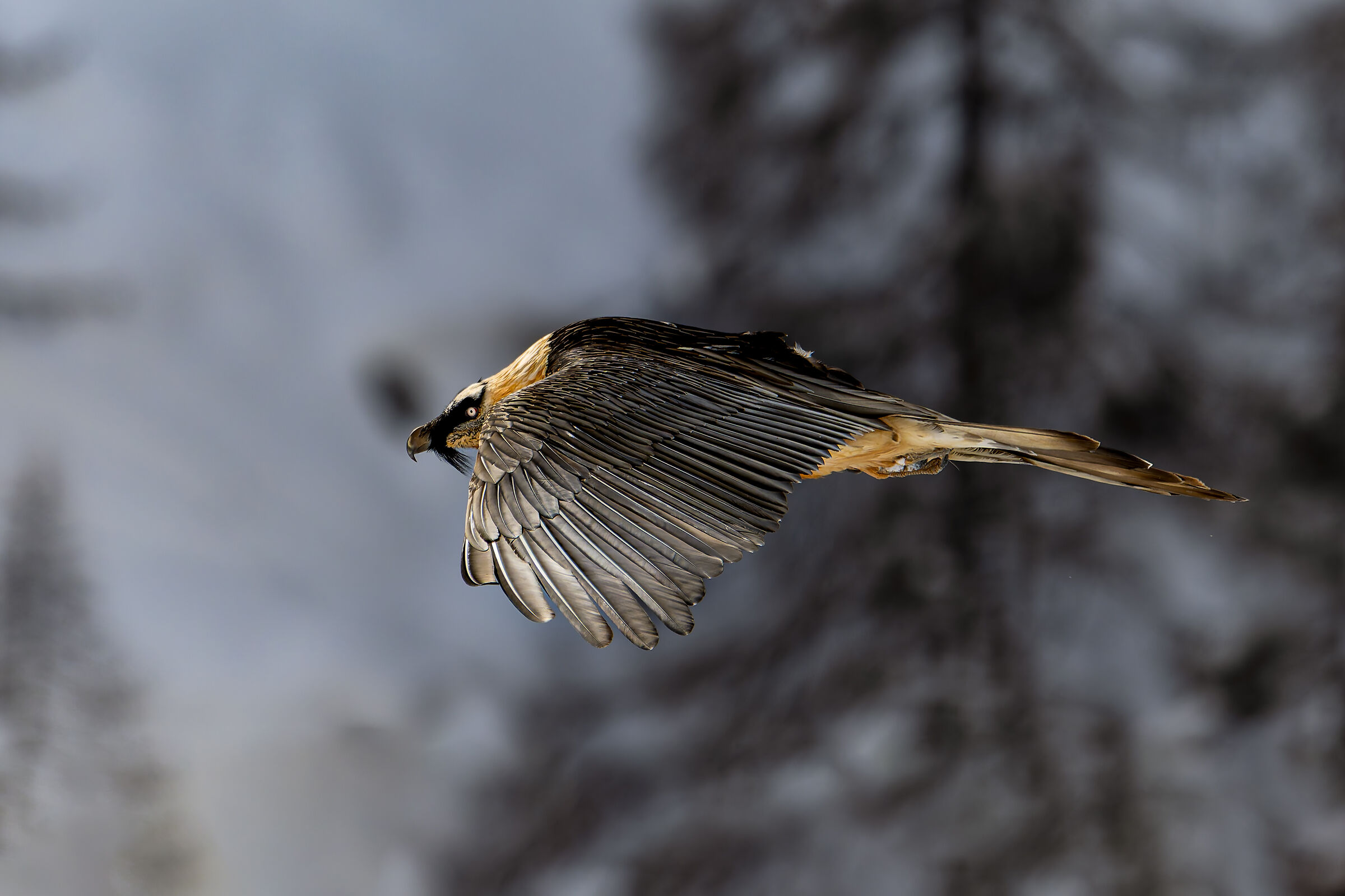Gypaetus Barbatus - Gran Paradiso National Park