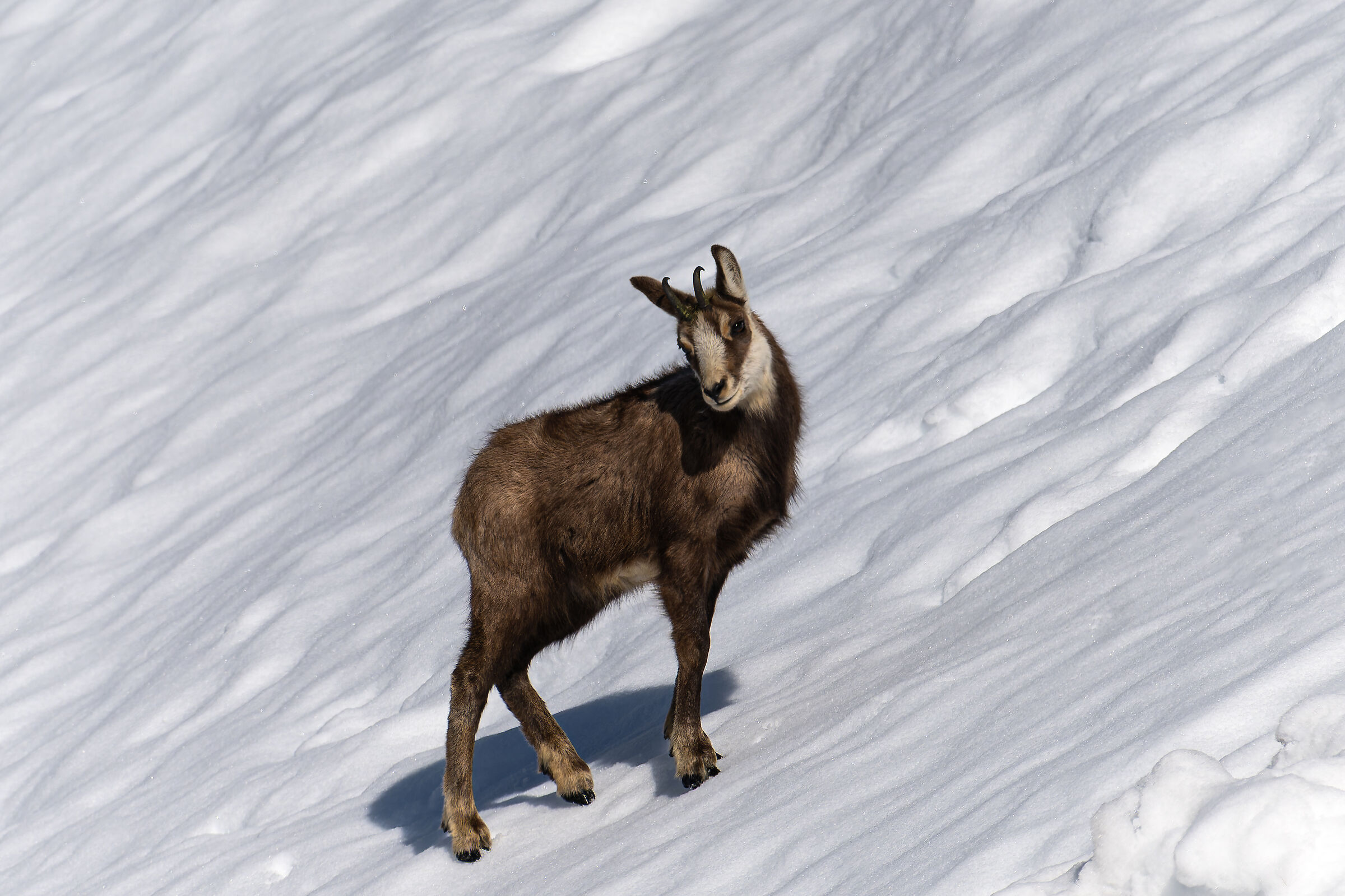 Alpine Chamois - Gran Paradiso National Park