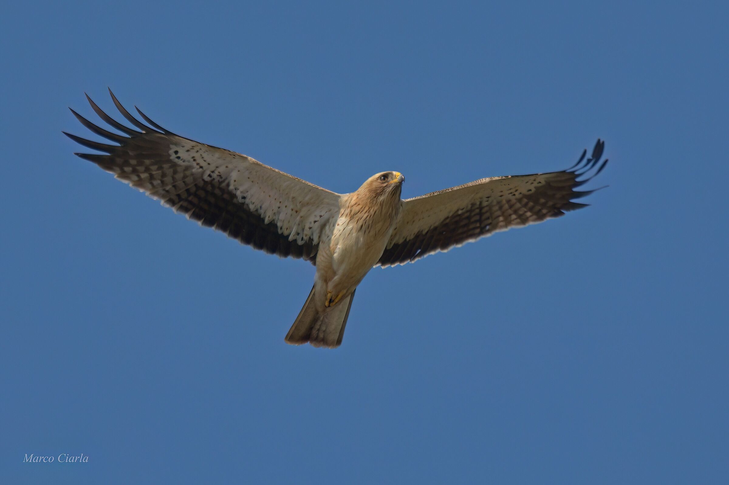 Aquila minore (Hieraaetus pennatus)