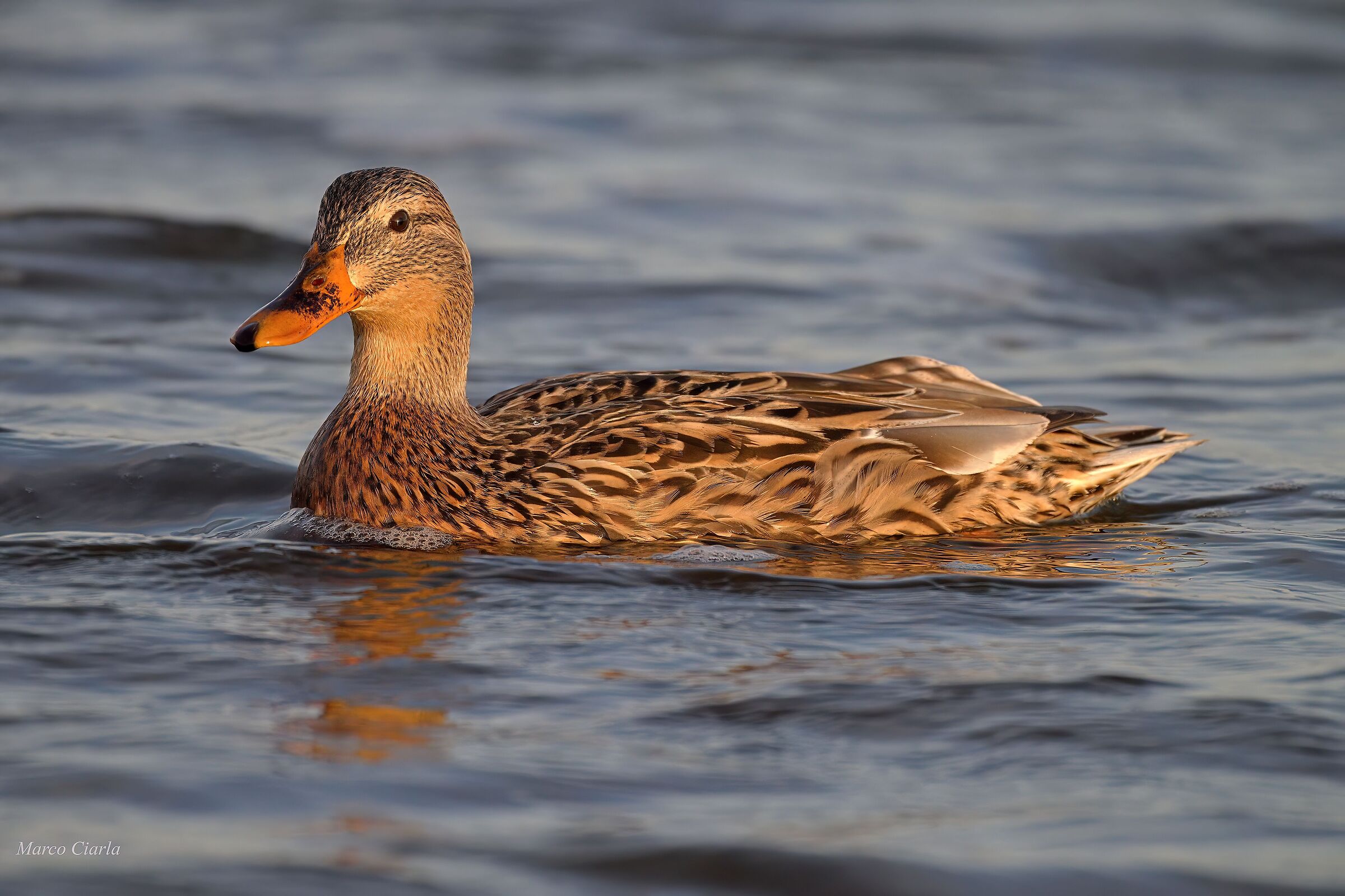 Mallard (Anas platyrhynchos)