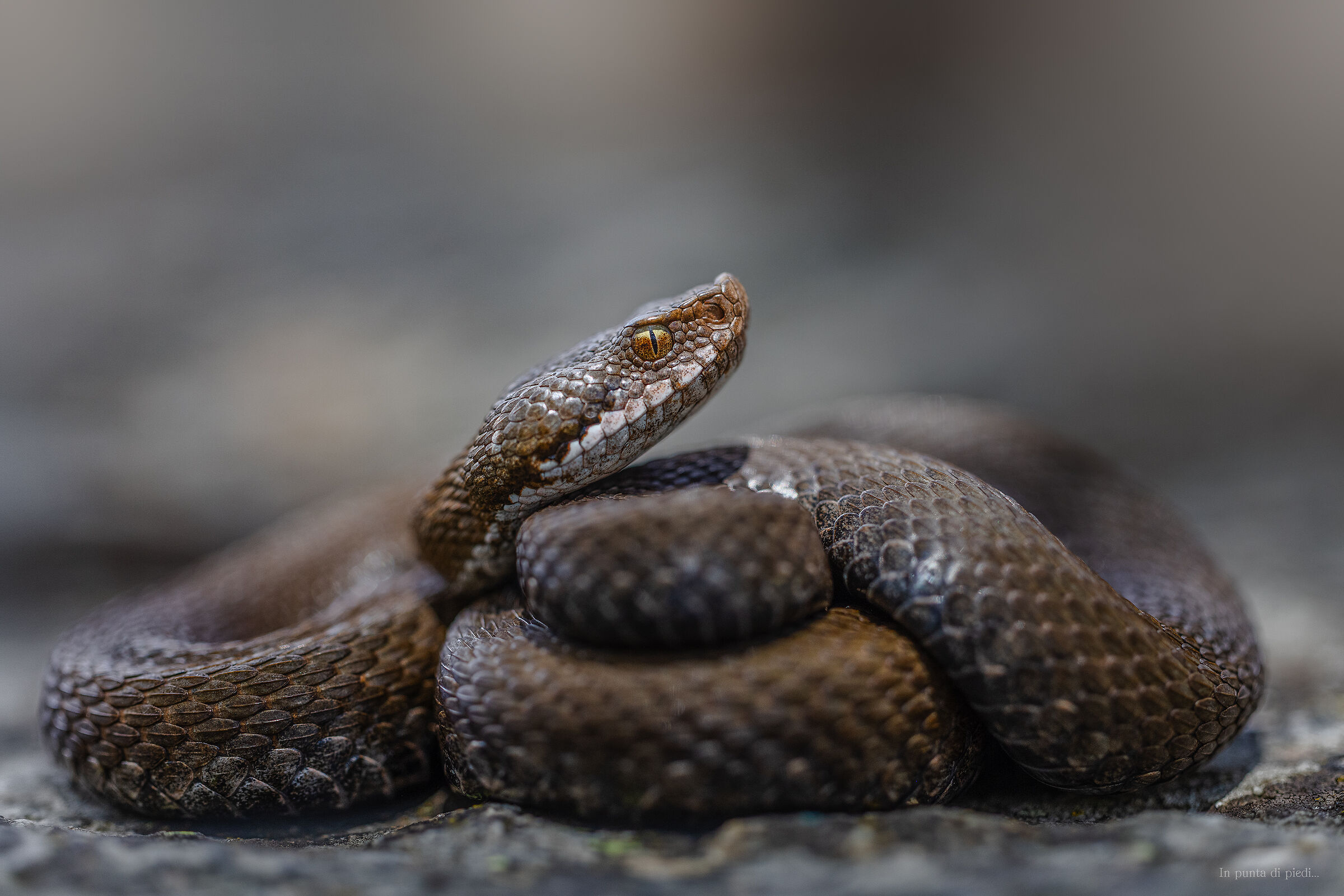 Vipera aspis - Concolor