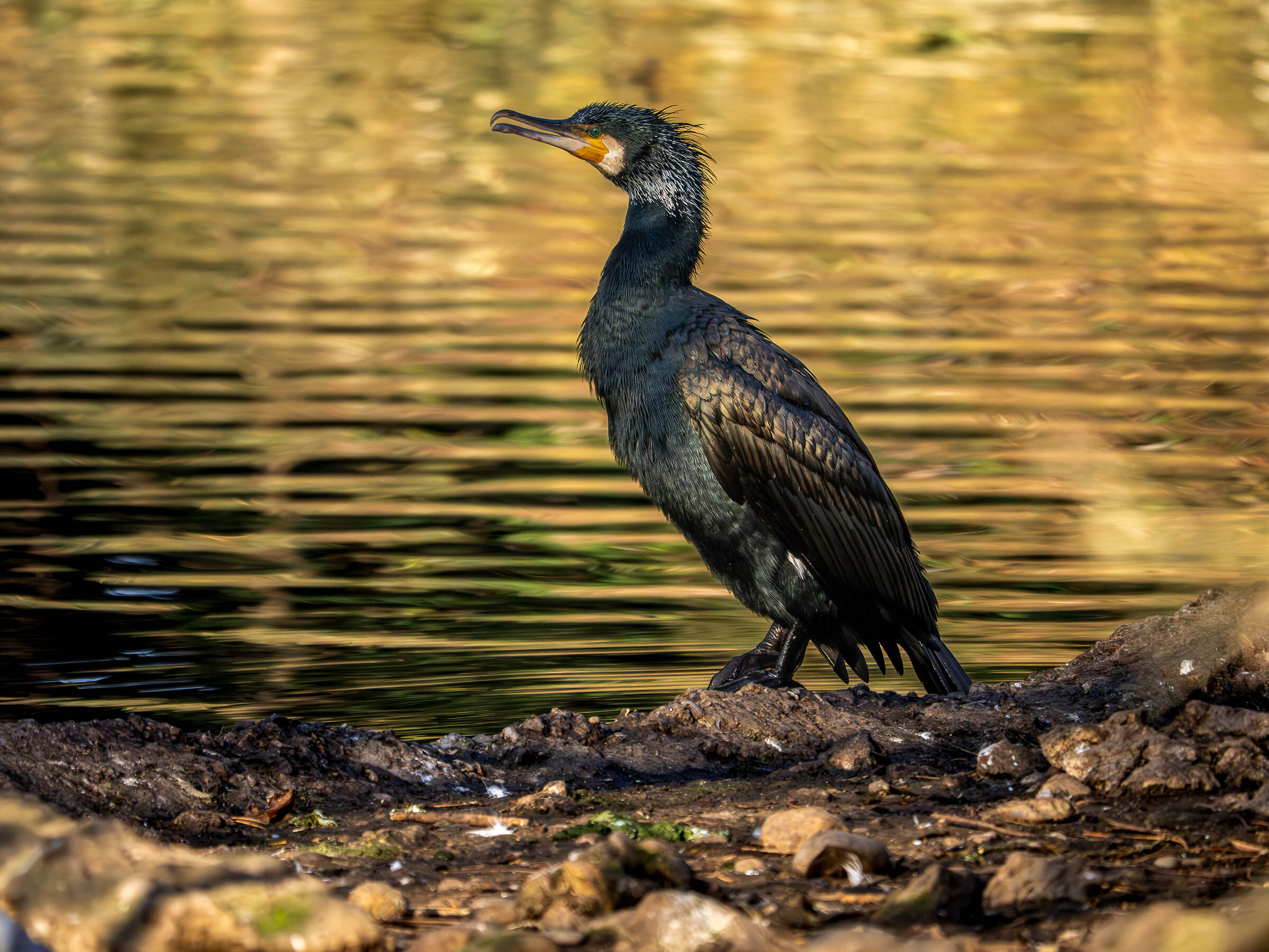 Cormorano