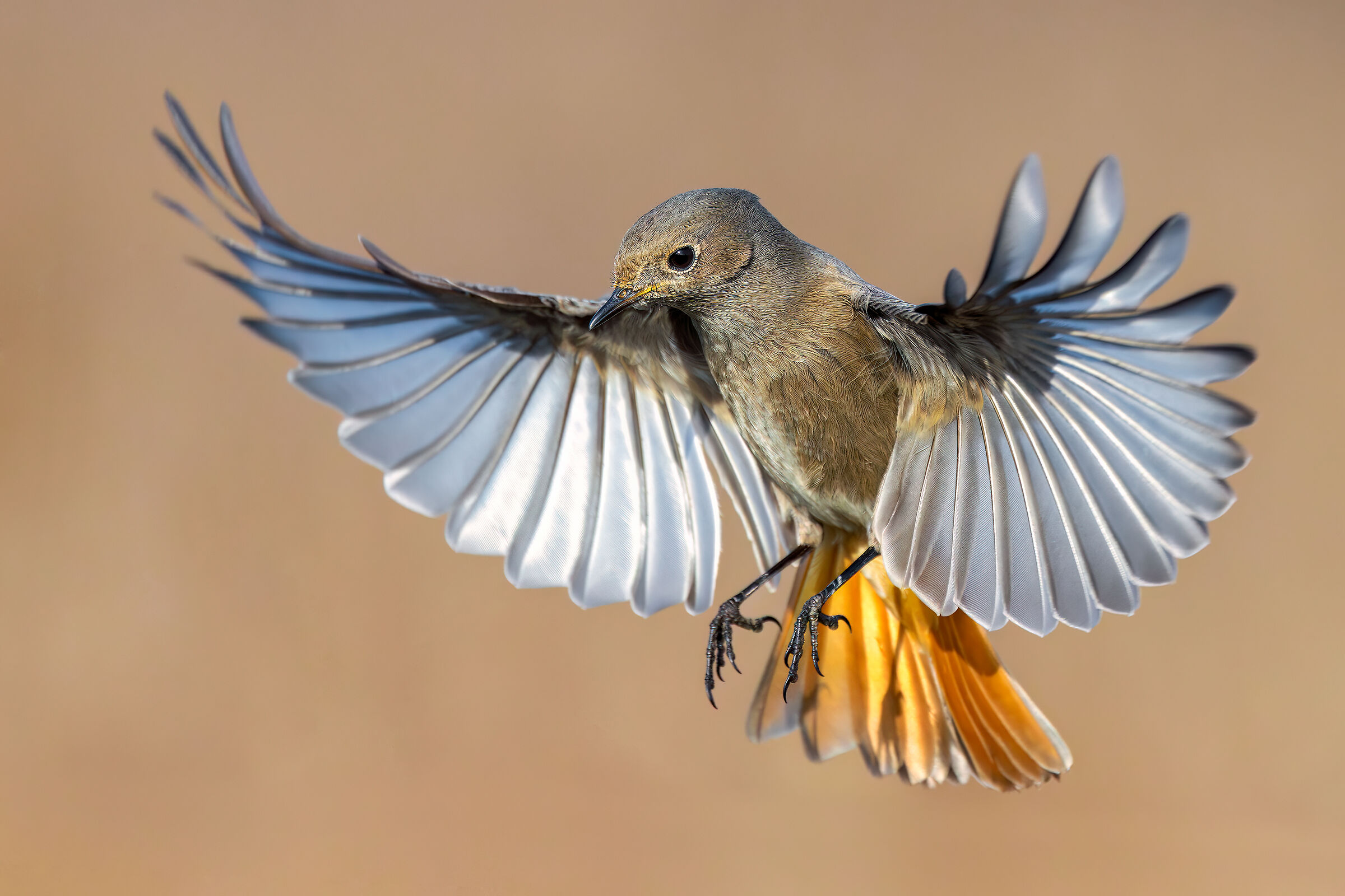 Codirosso Spz - 100-500