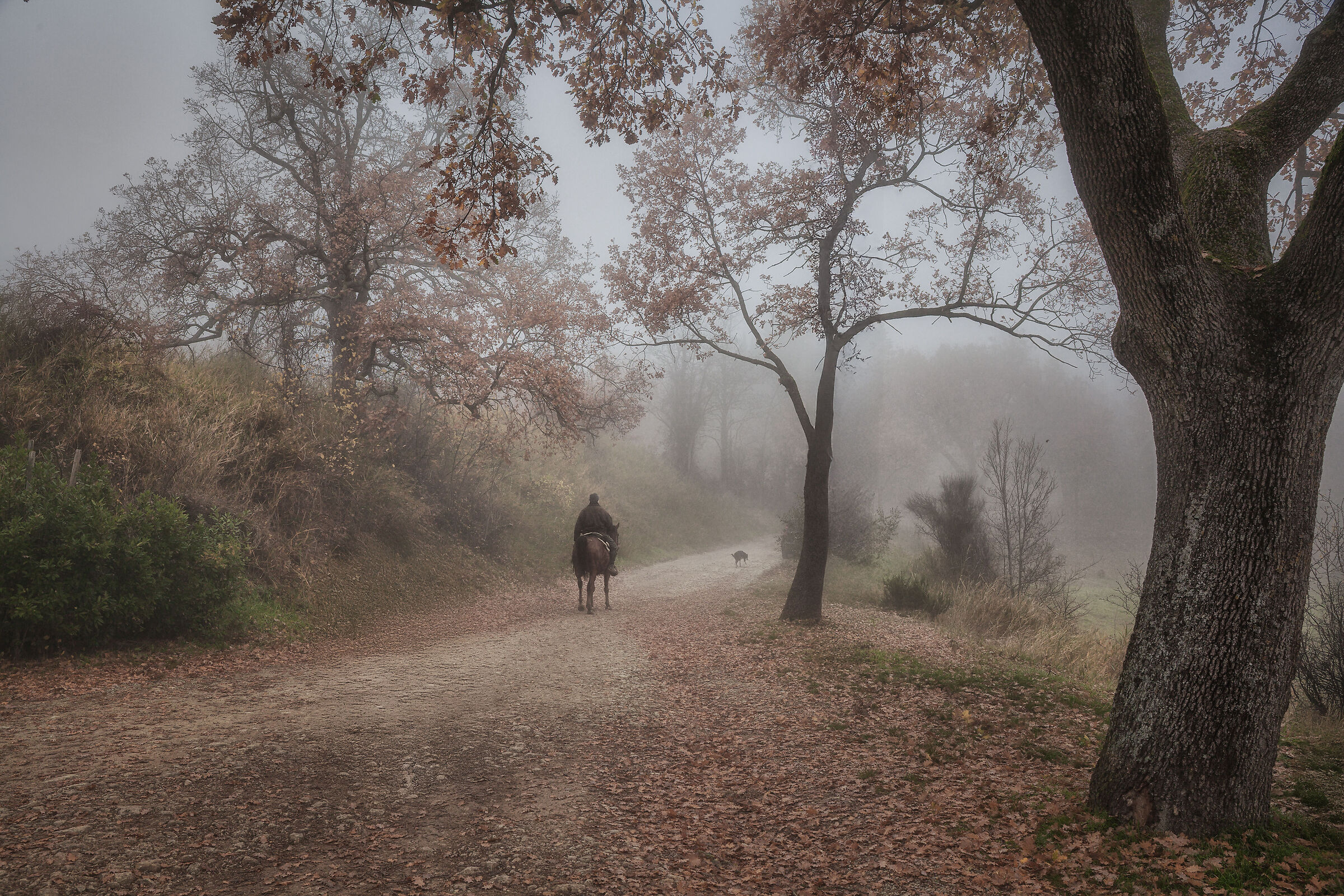 Il cavaliere nella nebbia...