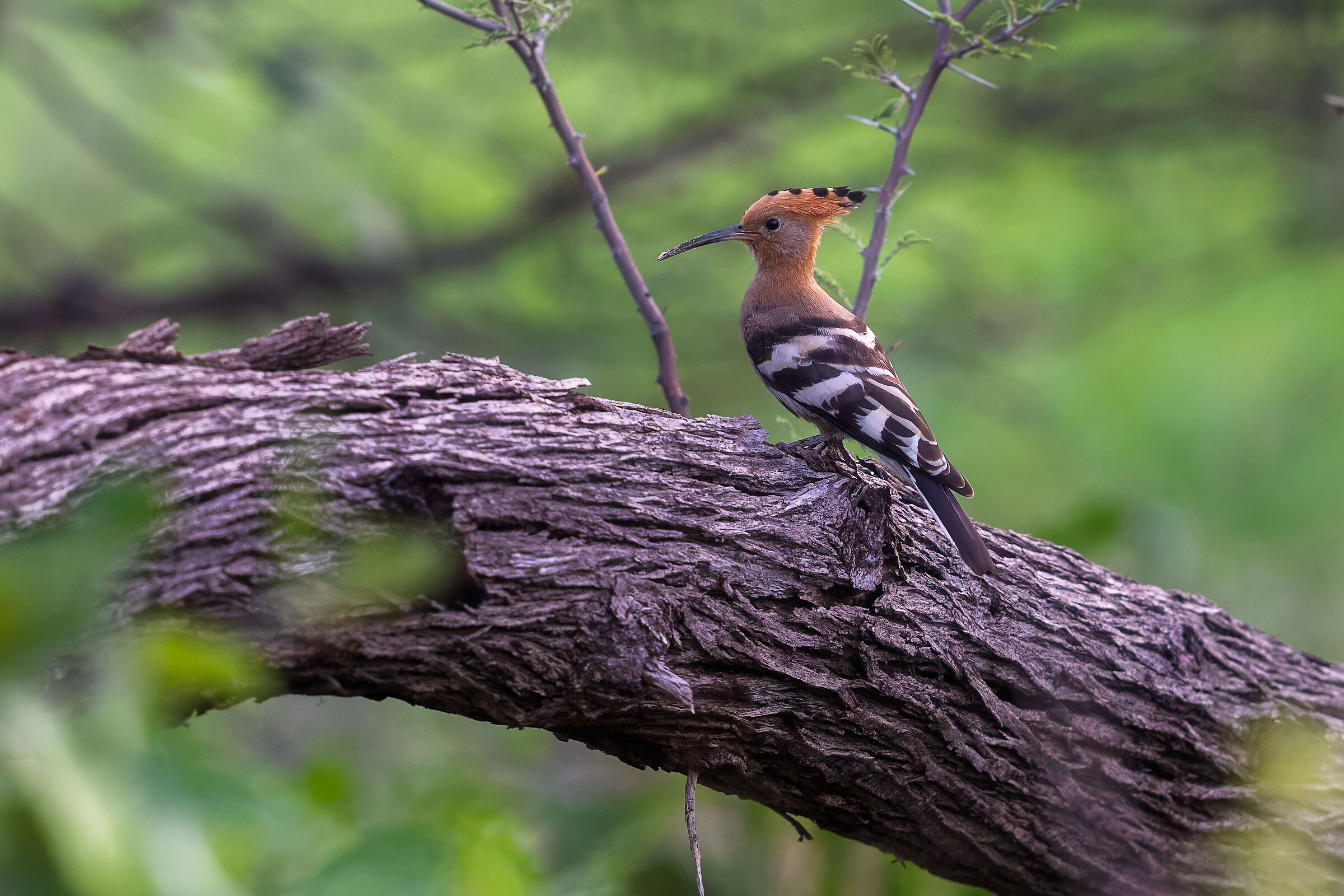 HOOPOE