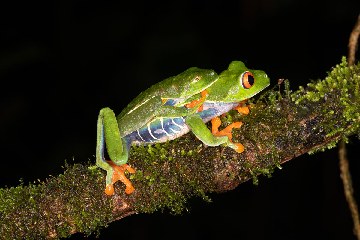 Red-eyed tree frogs