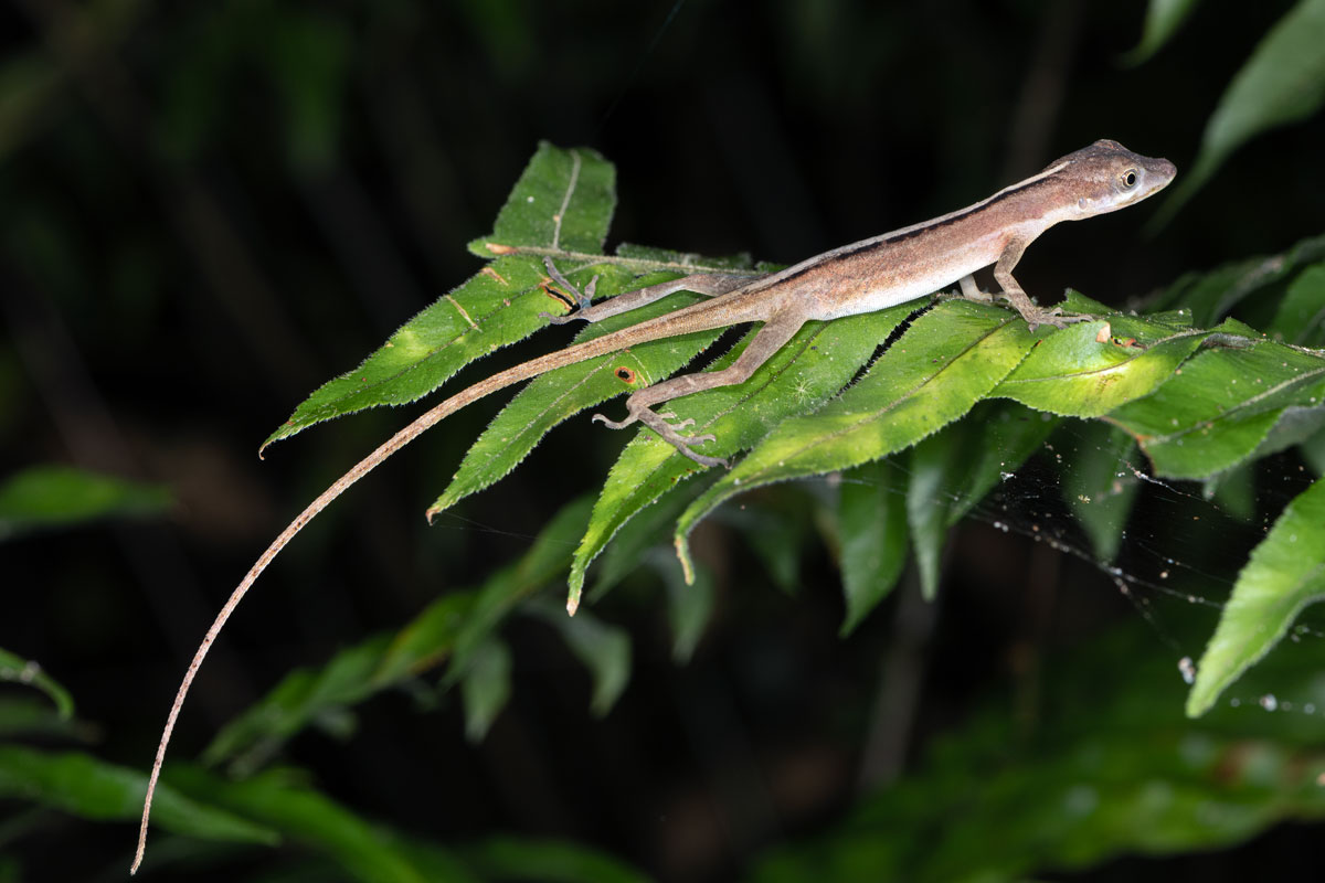 Slender Anole