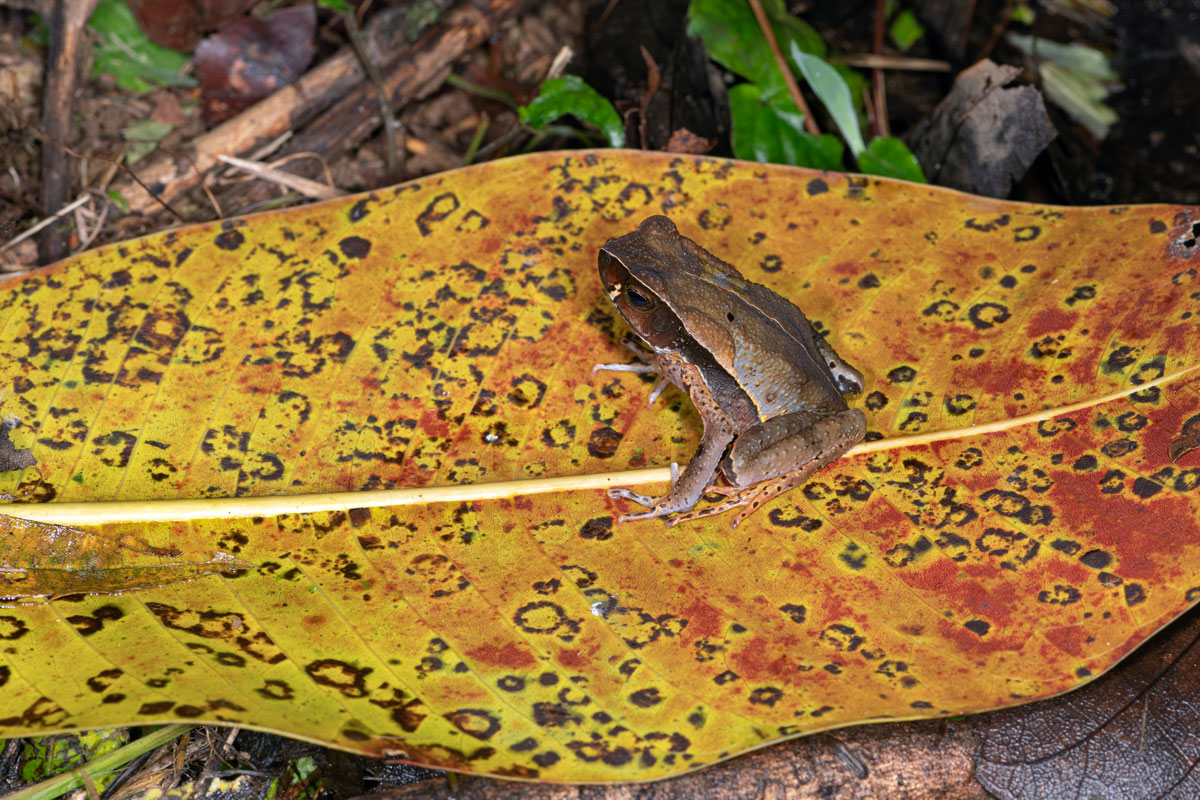 Rospo della lettiera