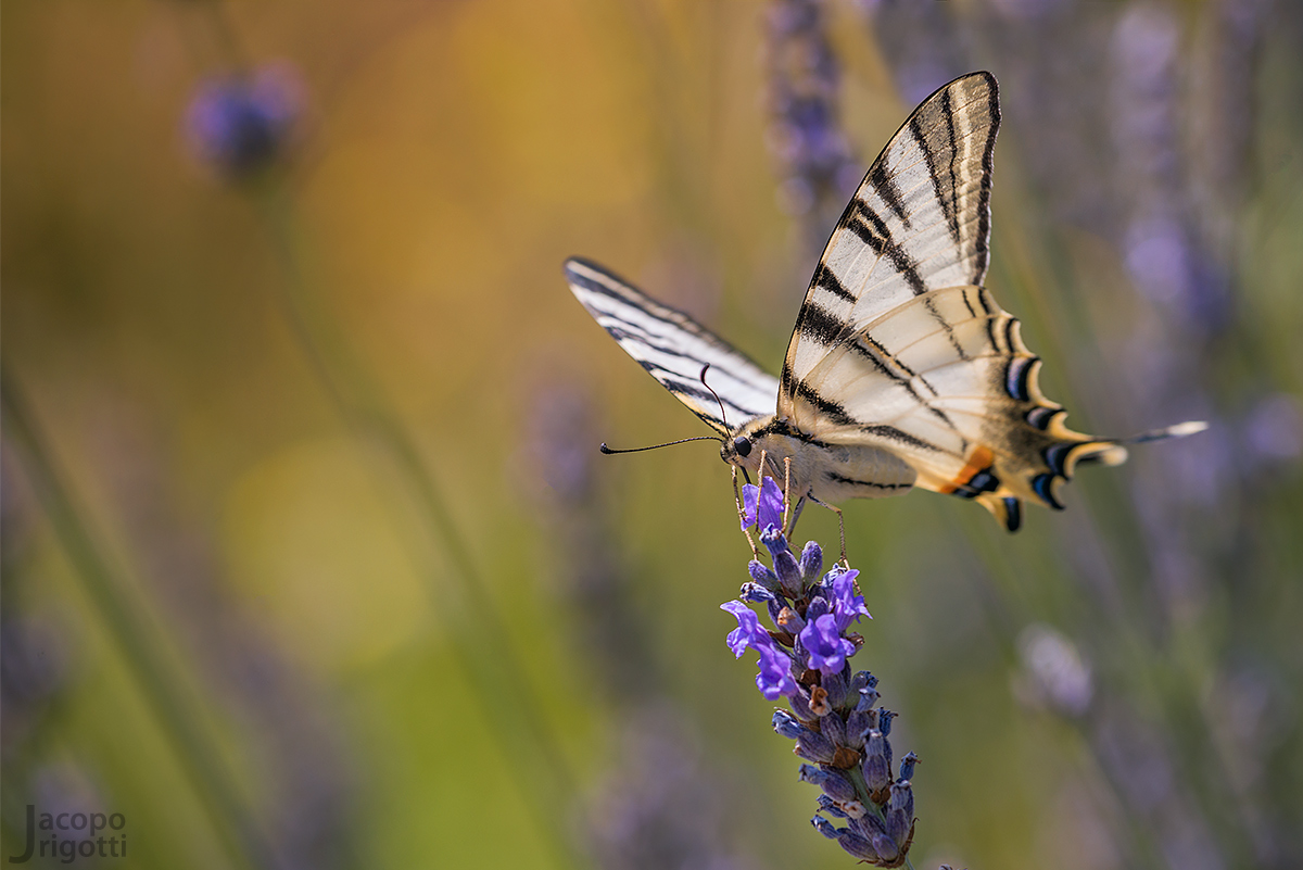 Podalirio - Iphiclides podalirius