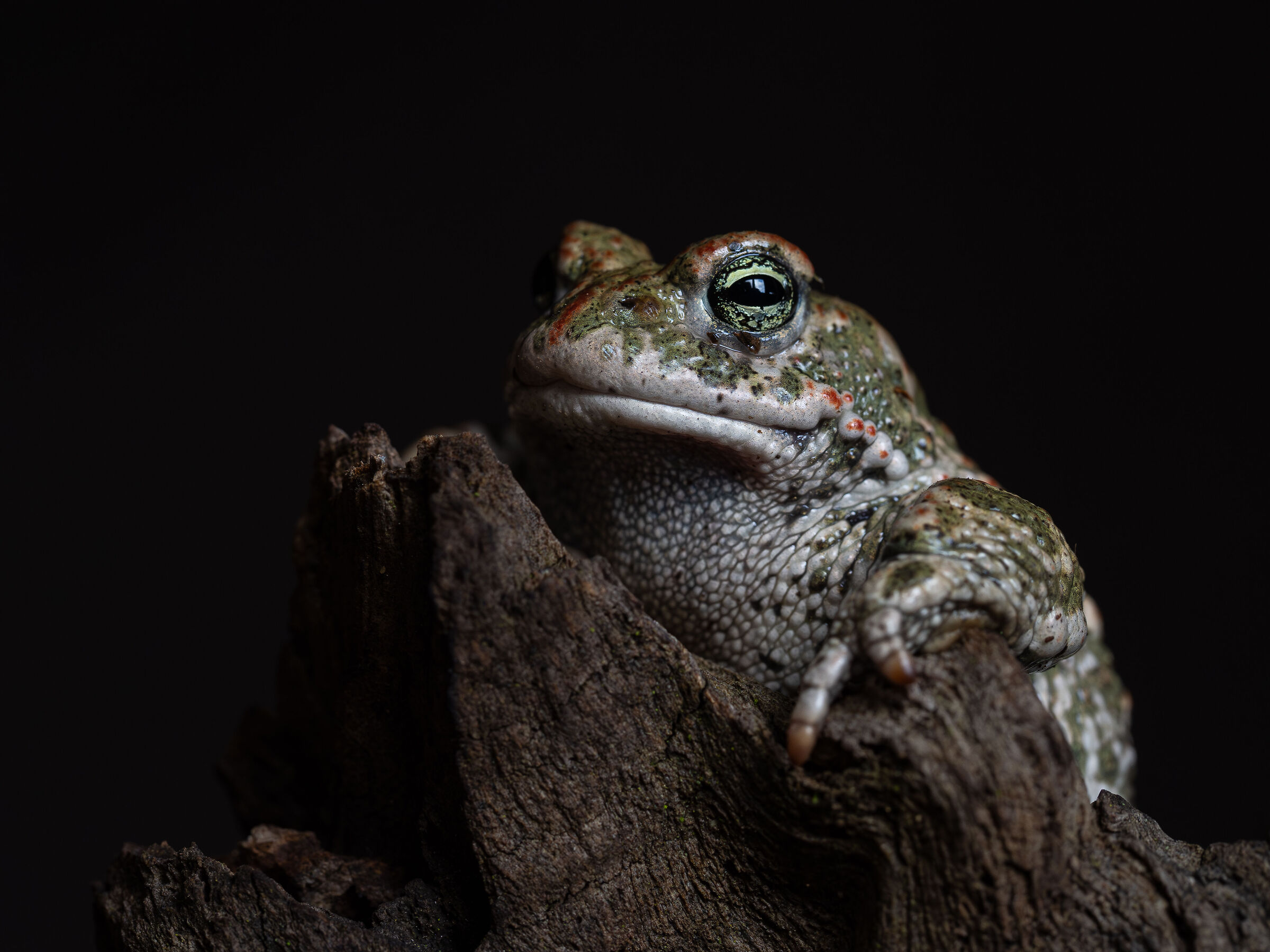 Calamite di Crapaud