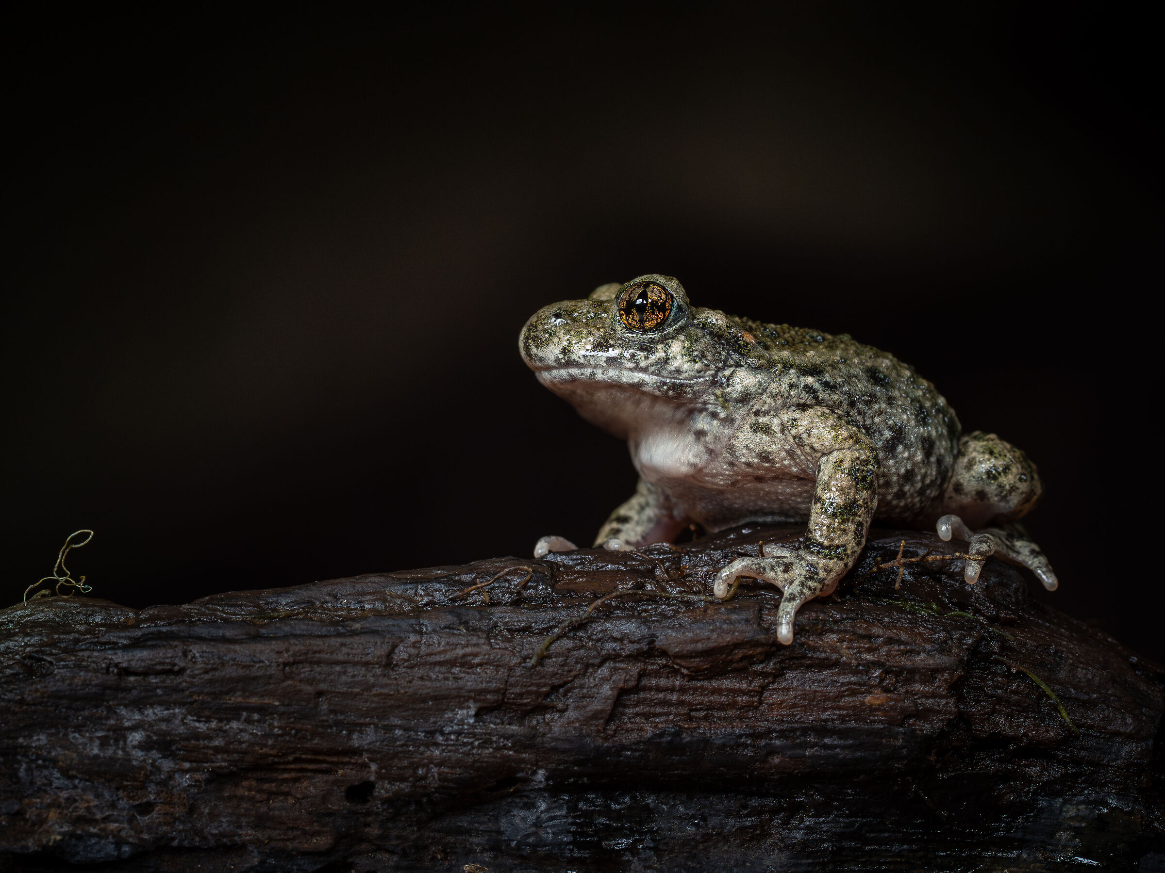 Crapaud accoucheur