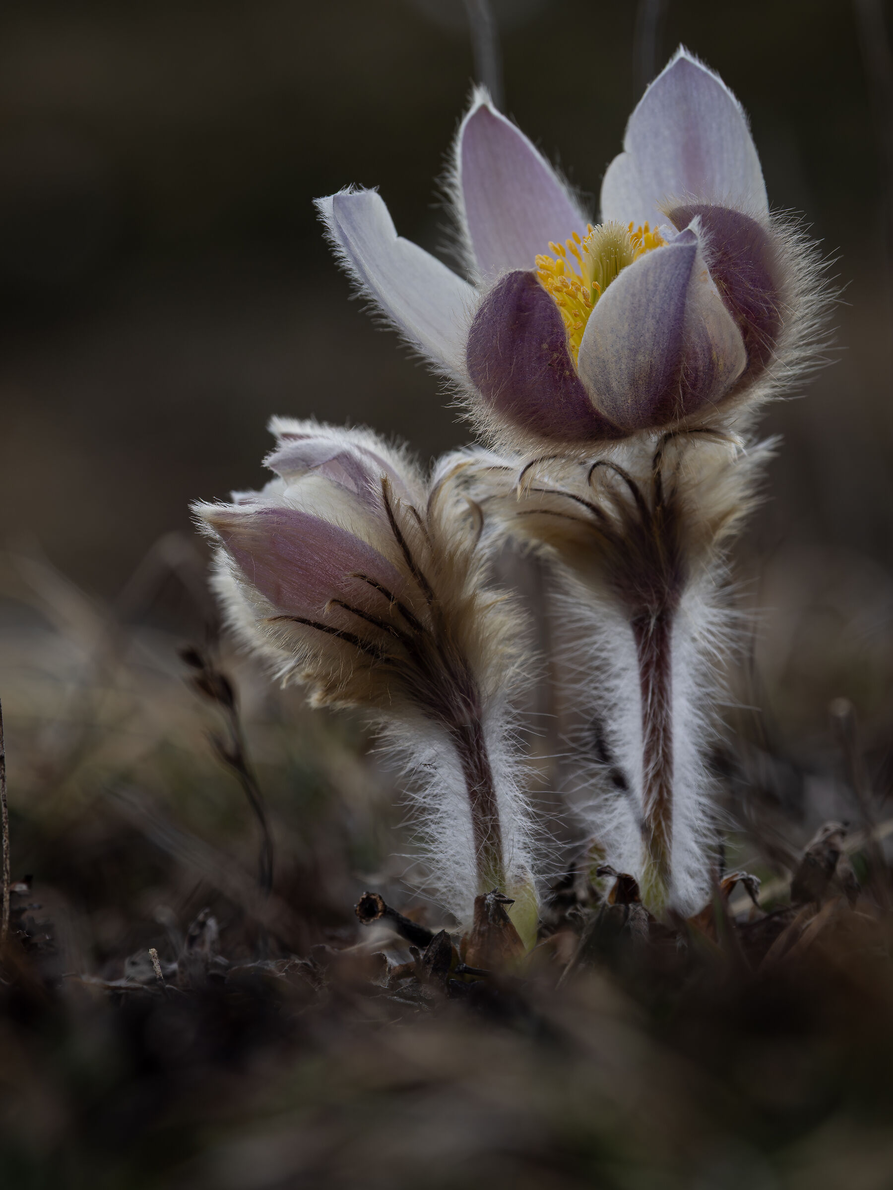 Pulsatil vernalis