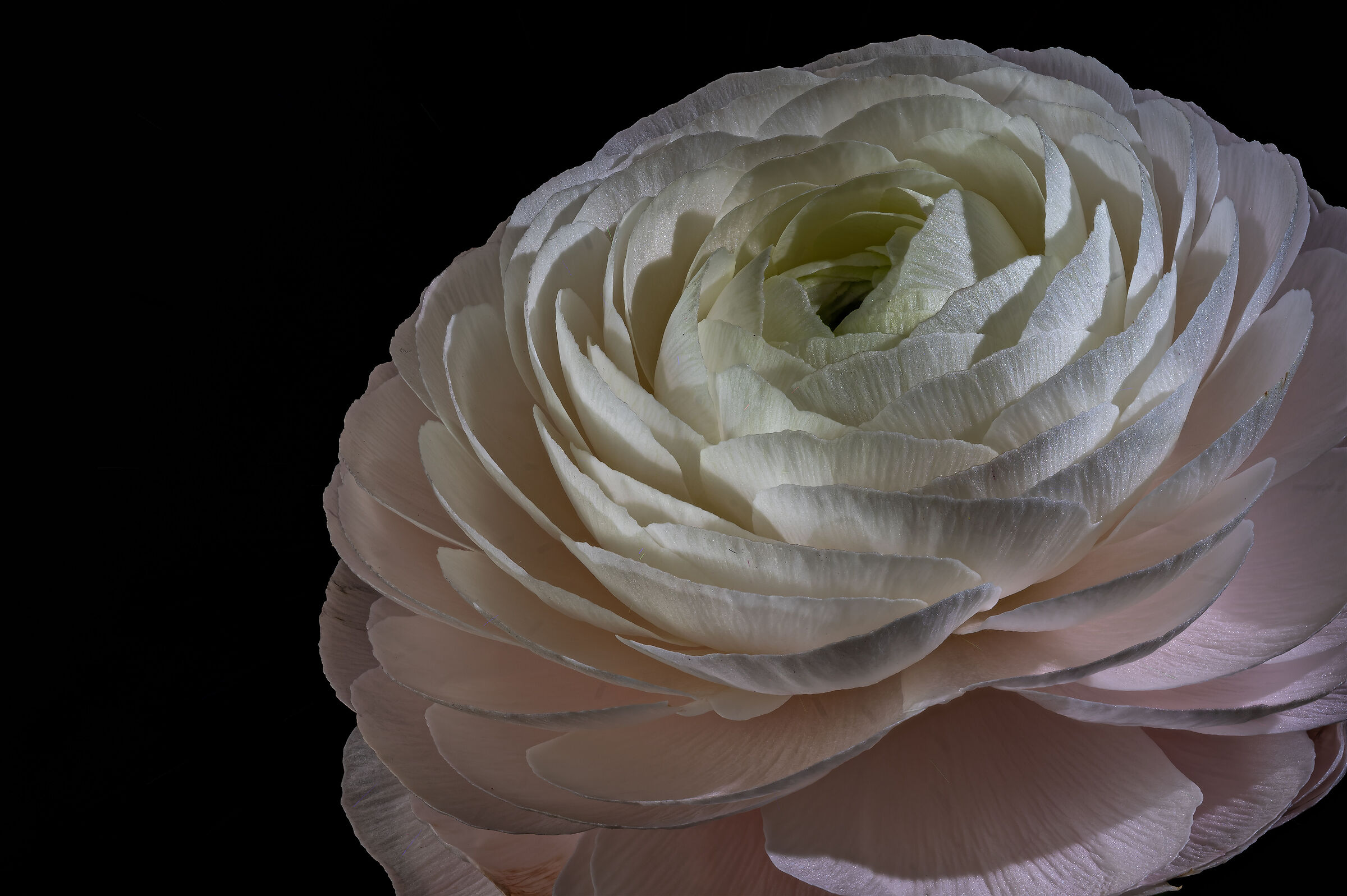 Ranunculus asiaticus