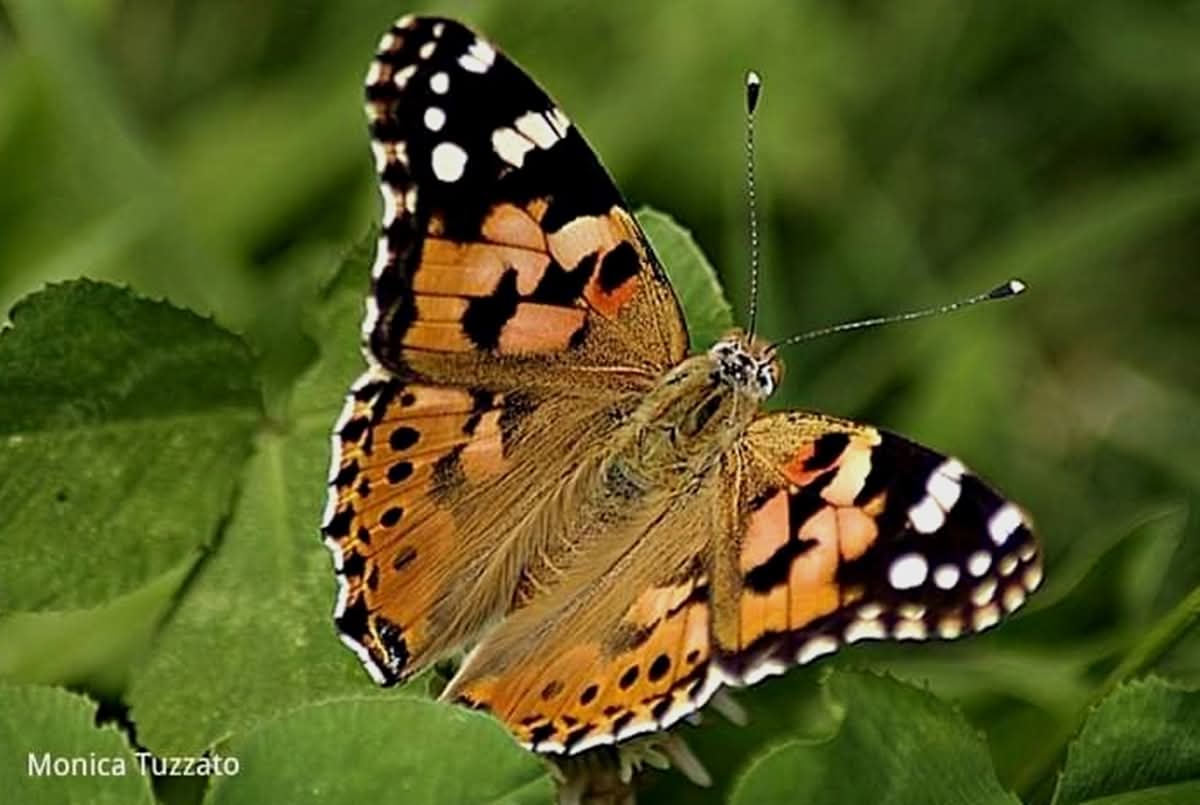 Scatto nella campagna brescians