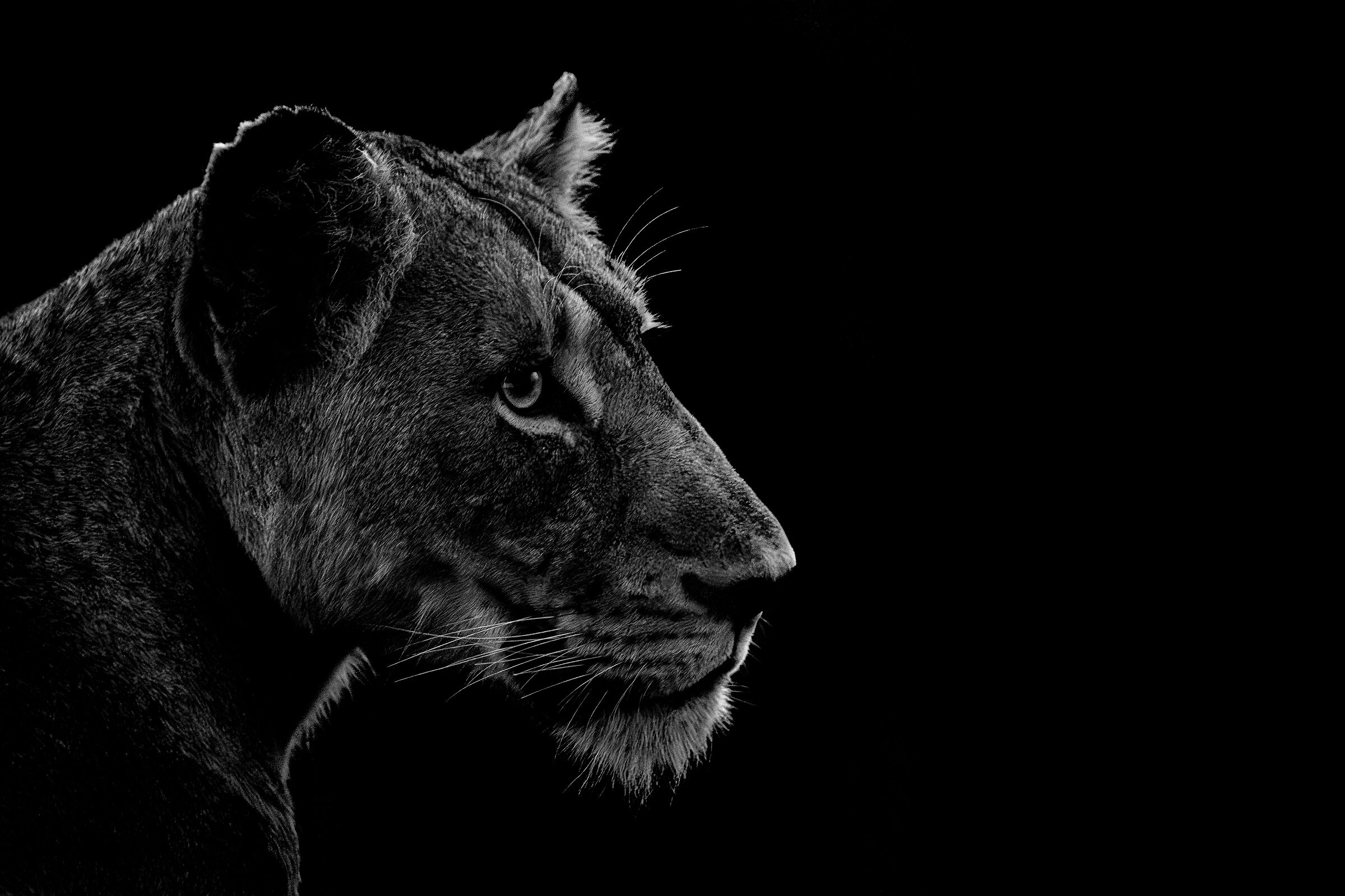 Lioness more black than white