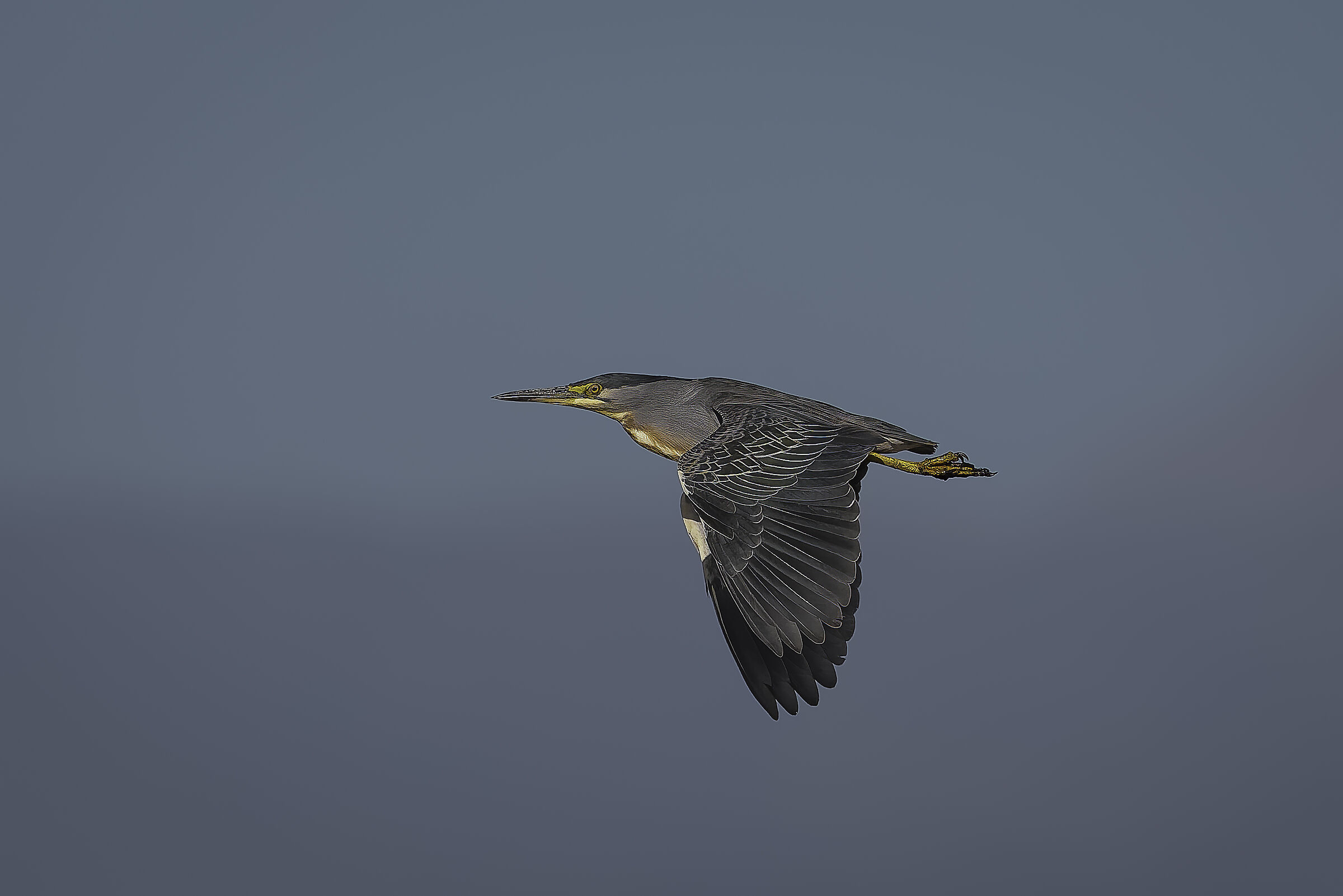 Garcita azulada (Butorides striata)