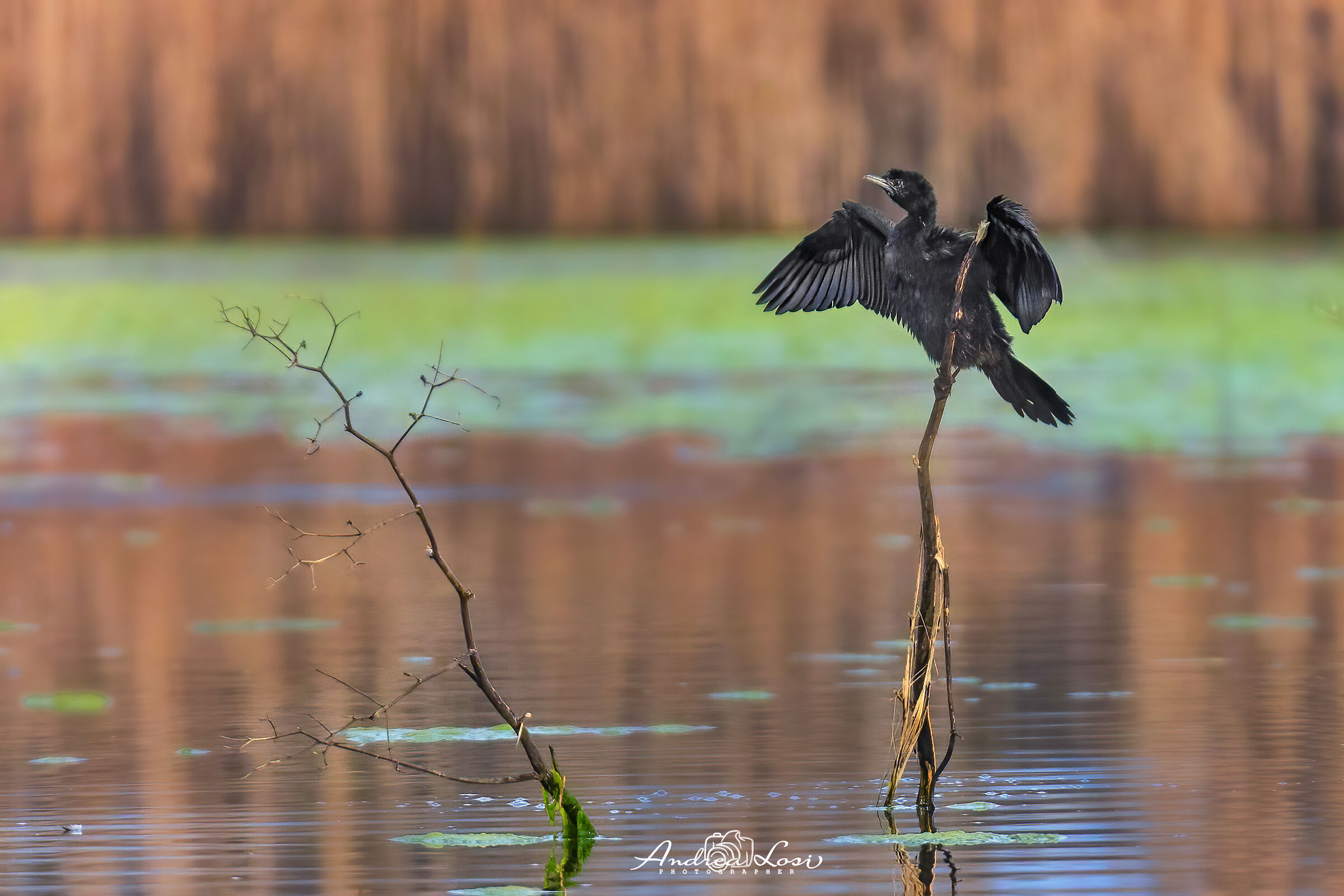 phalacrocoracidae  Pygmy Cormorant (Marangone minore)
