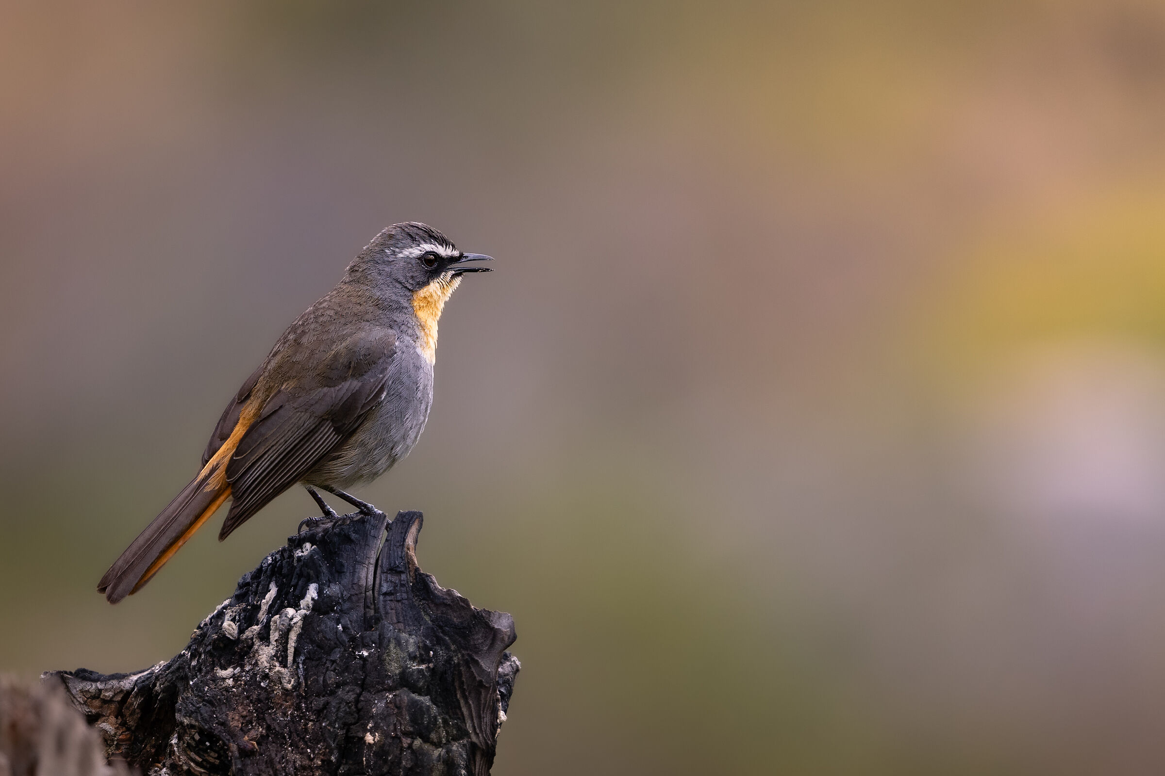 A Voice in the Quiet - Cape Robin-Chat