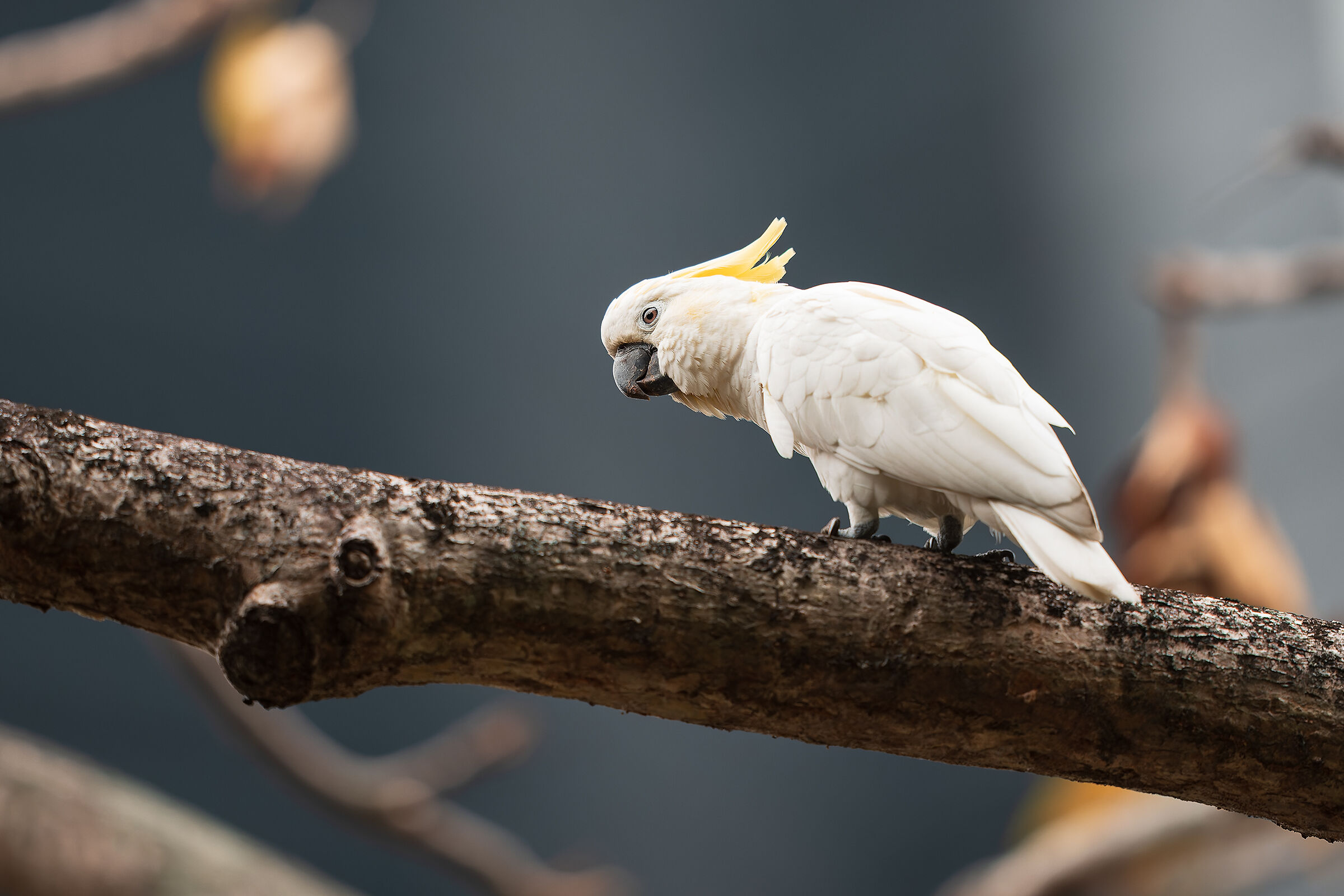 Cacatua sulphurea