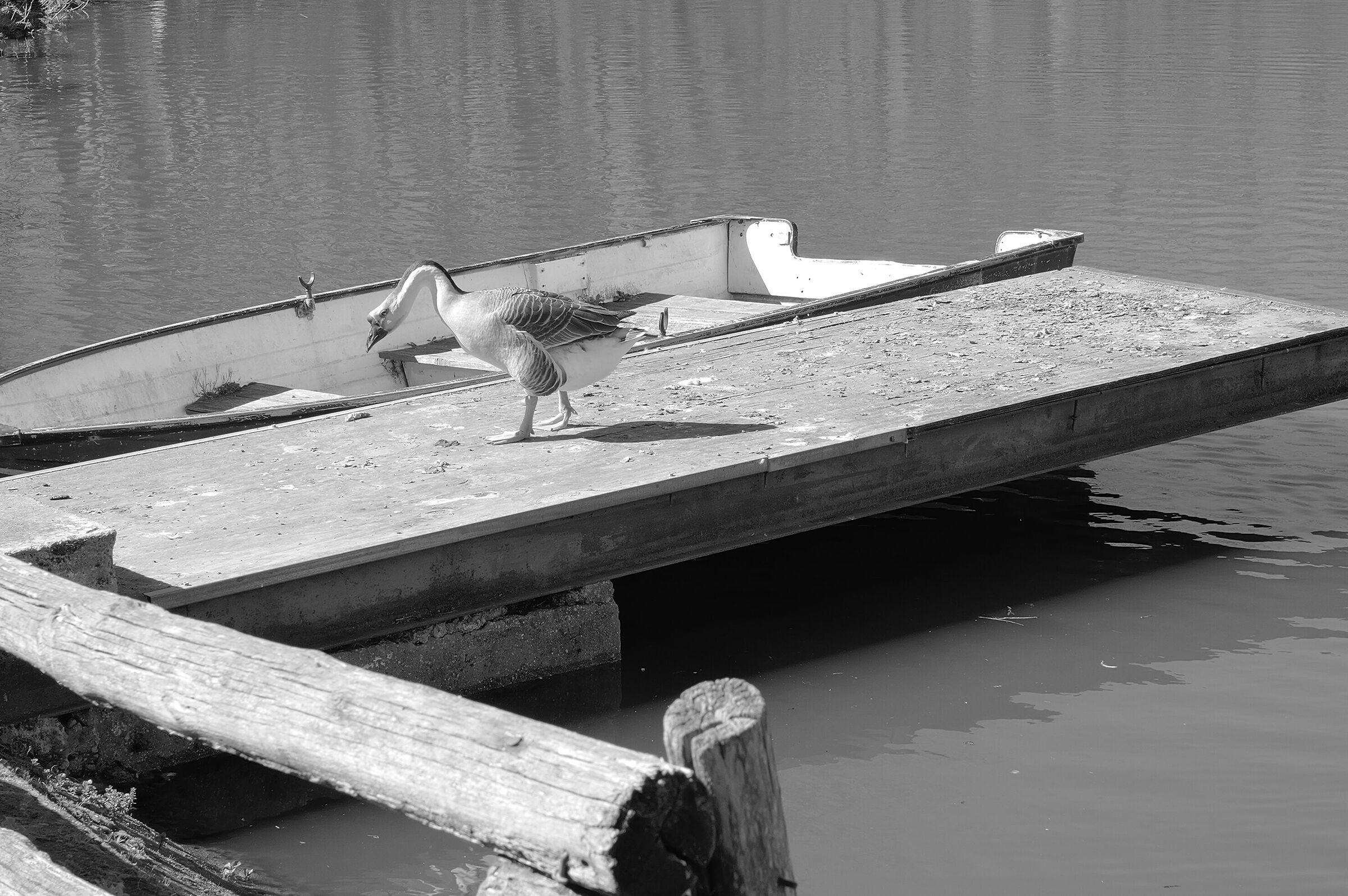 The Butler of the Grimaldi Pond