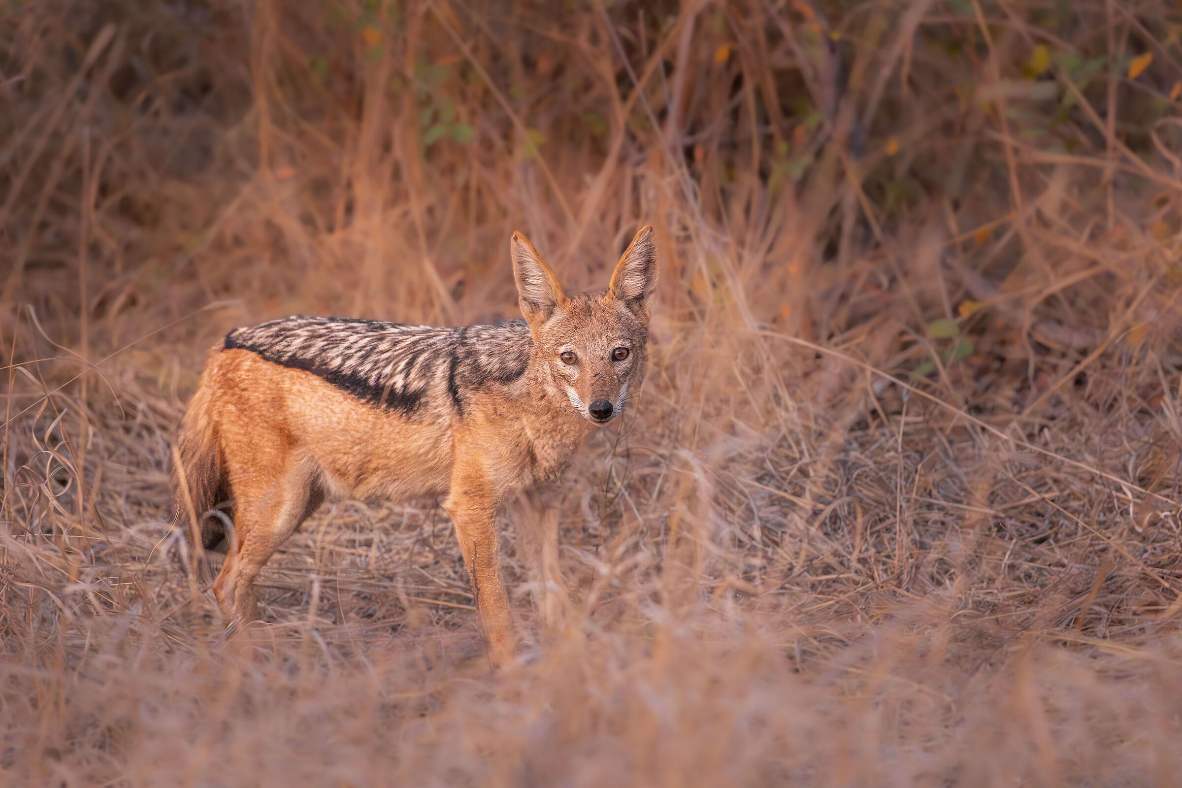 Guardian of the Dry Grass