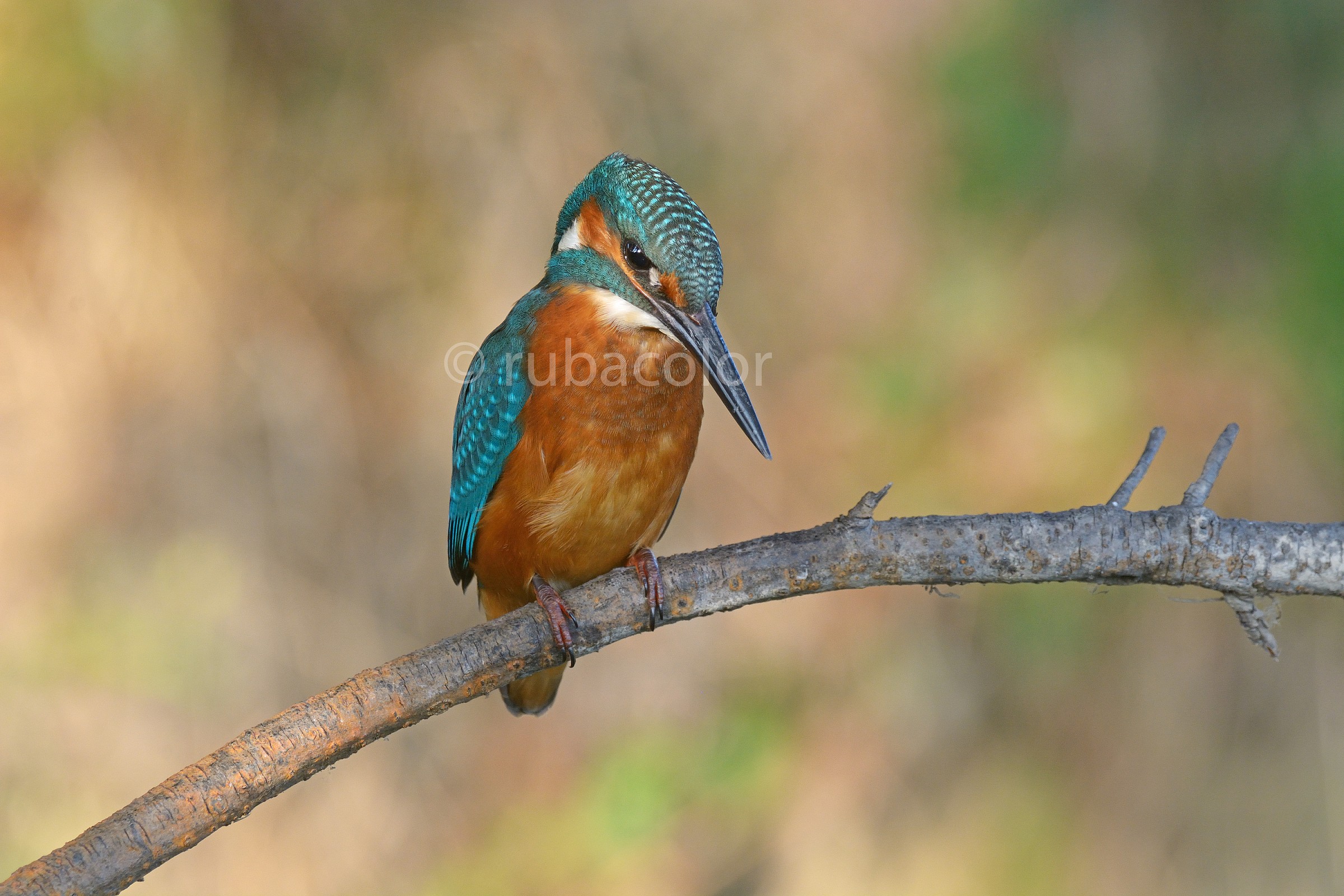 Last click to martino