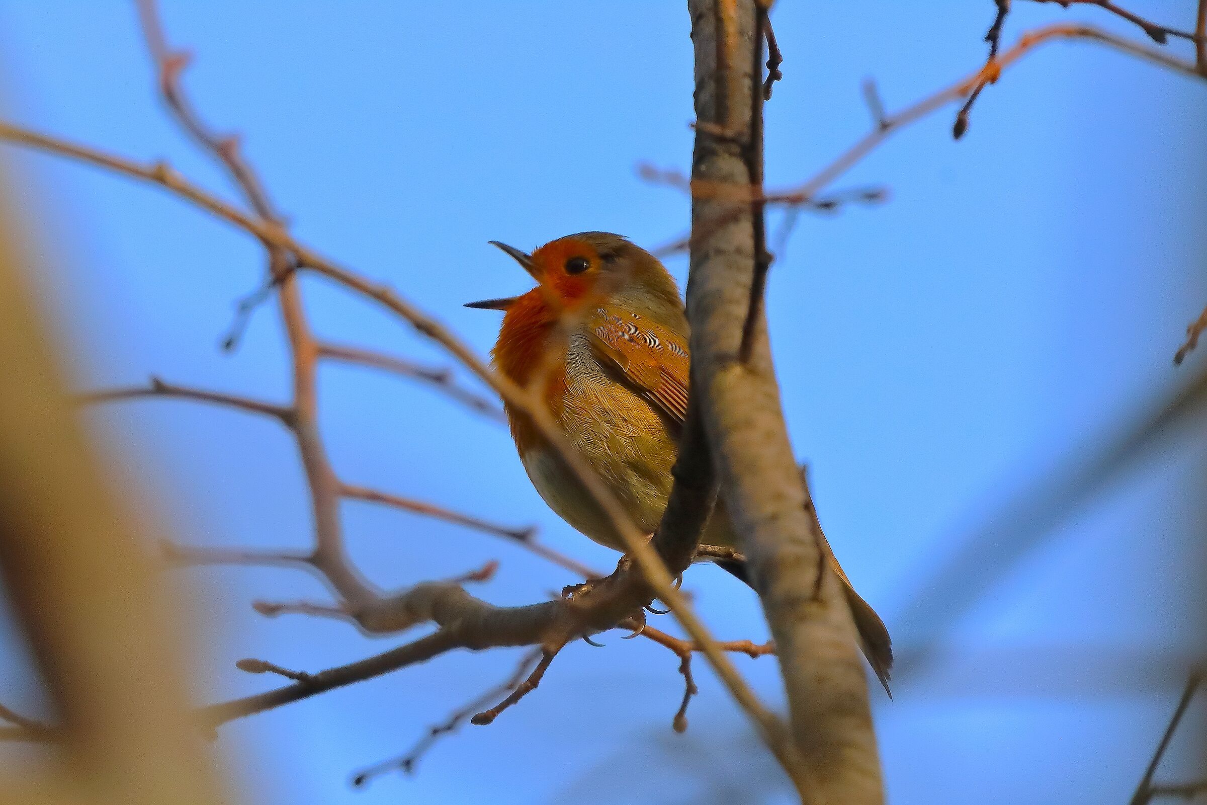 Robin March 06, 2026