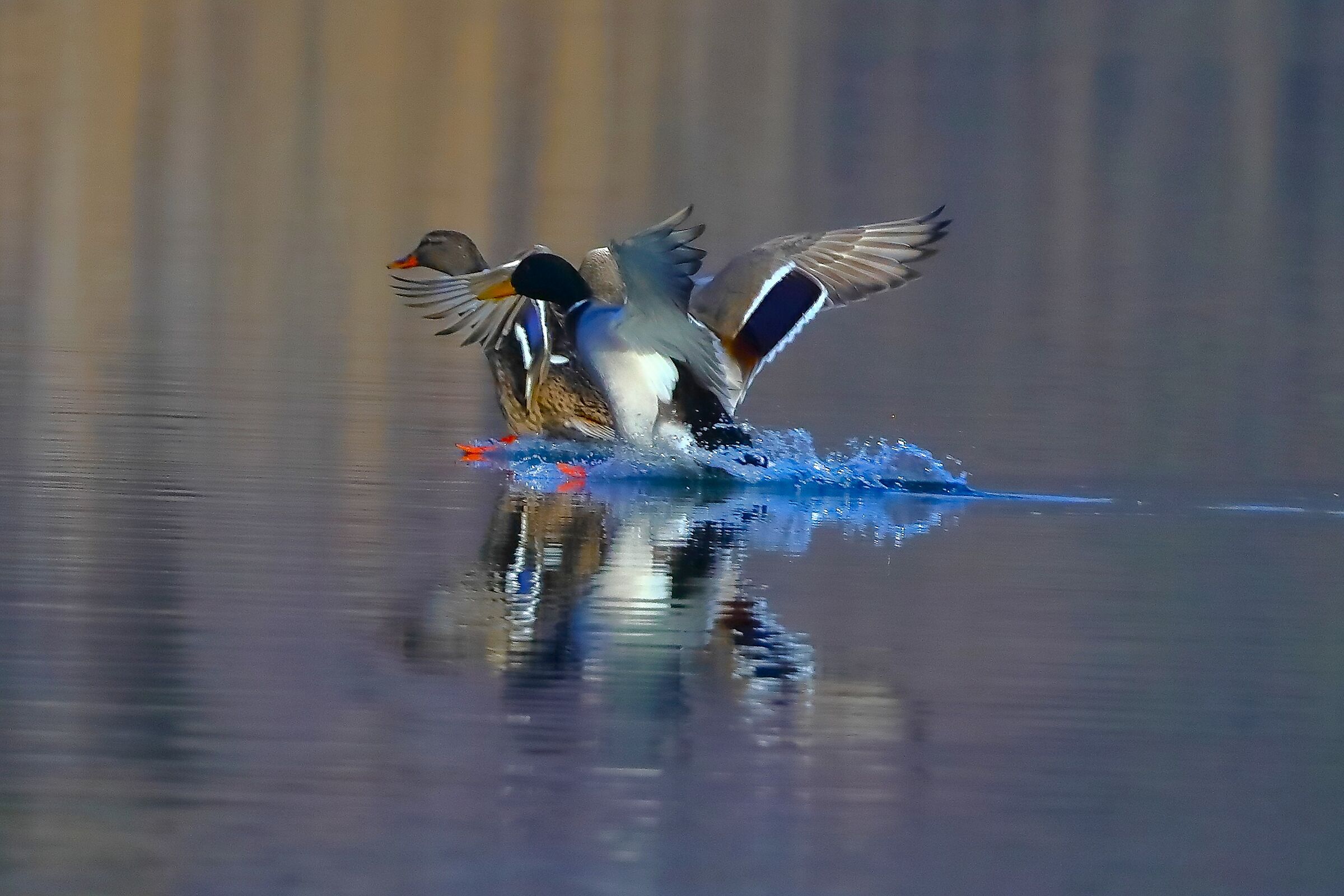Germani 24 gennaio 2024