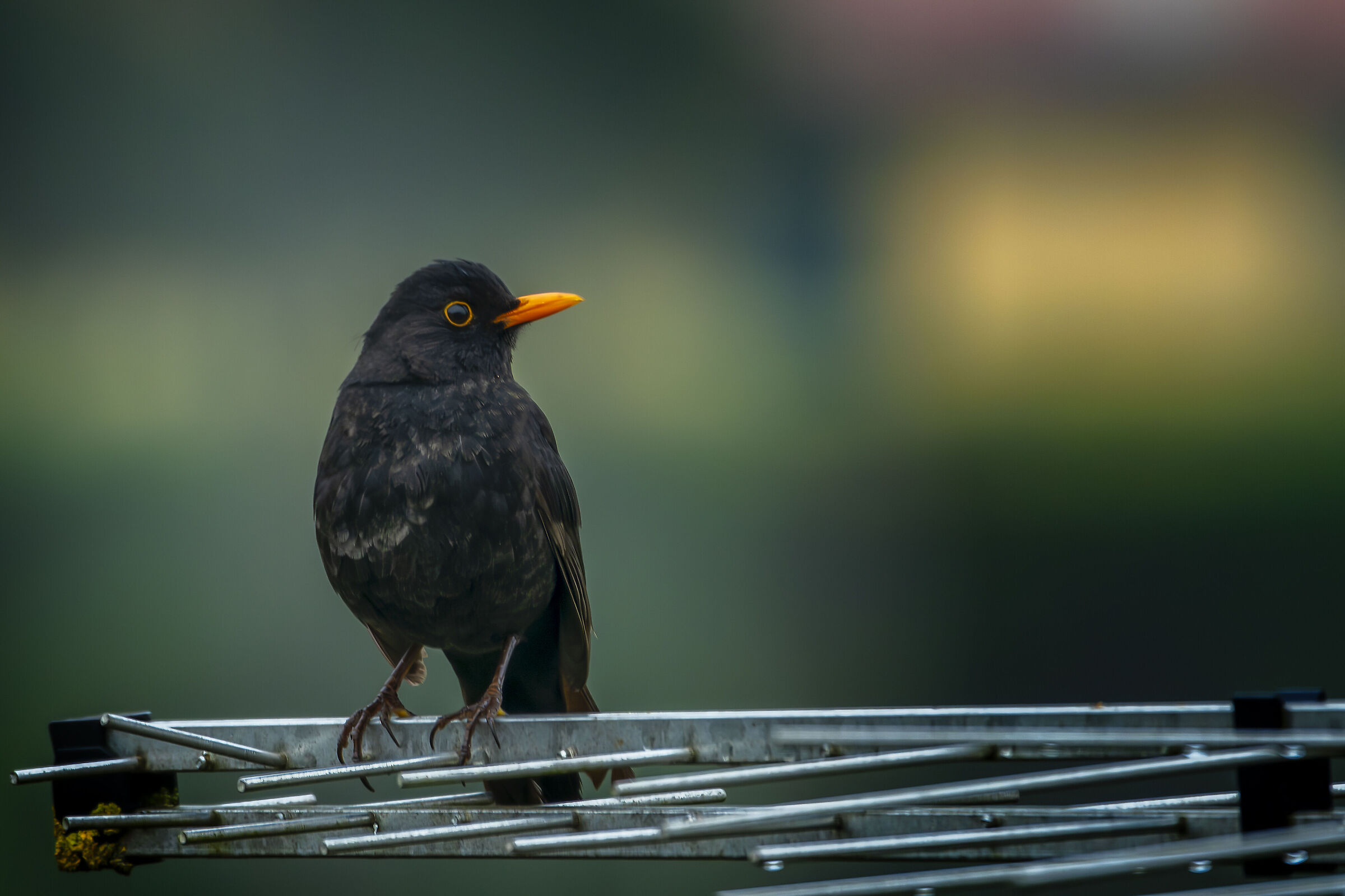From the balcony of my room