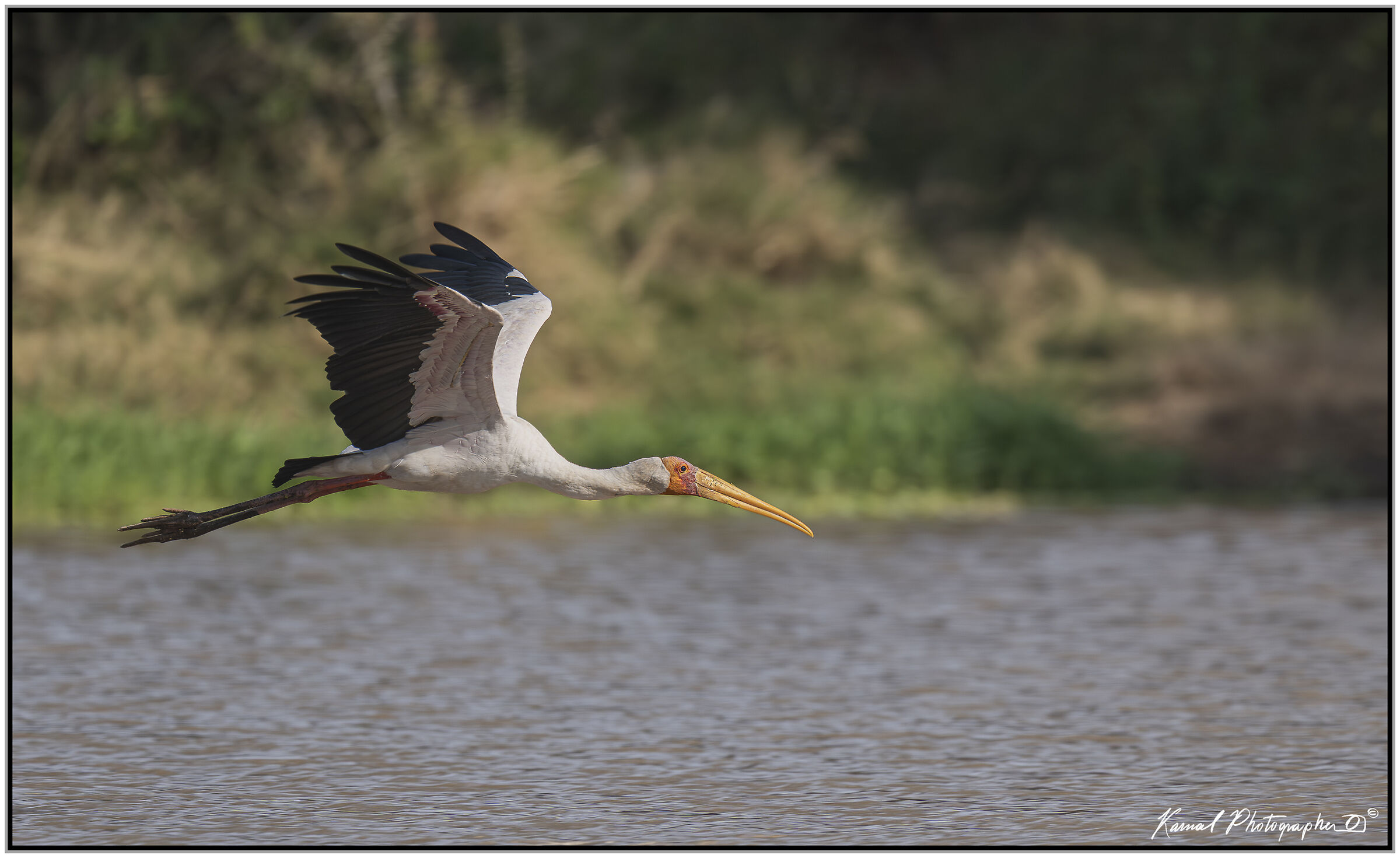 Yellow-billed tantalus (Mycteria ibis)