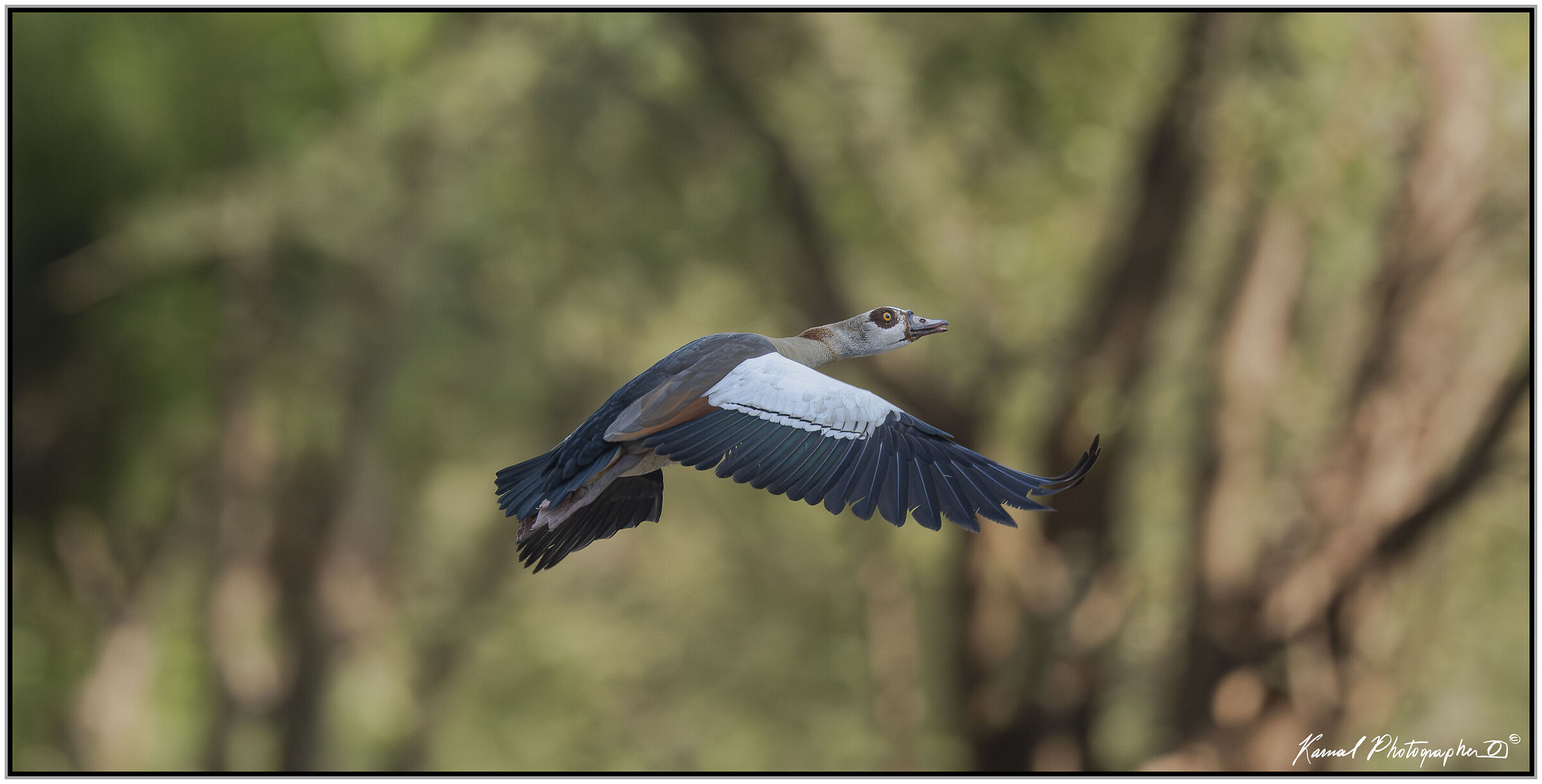 Egyptian goose (Alopochen aegyptiaca)
