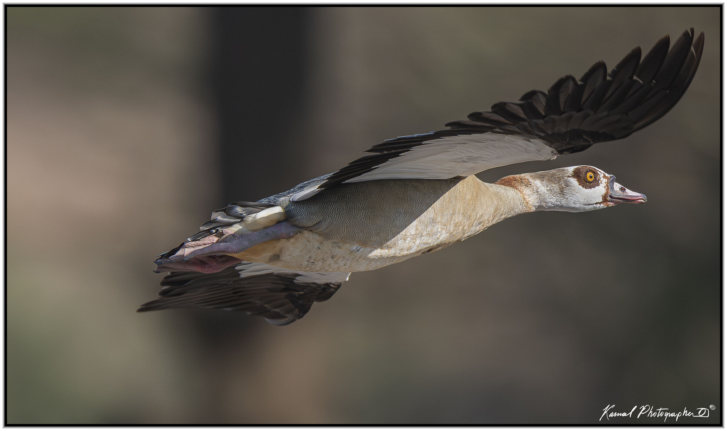 Egyptian goose (Alopochen aegyptiaca)