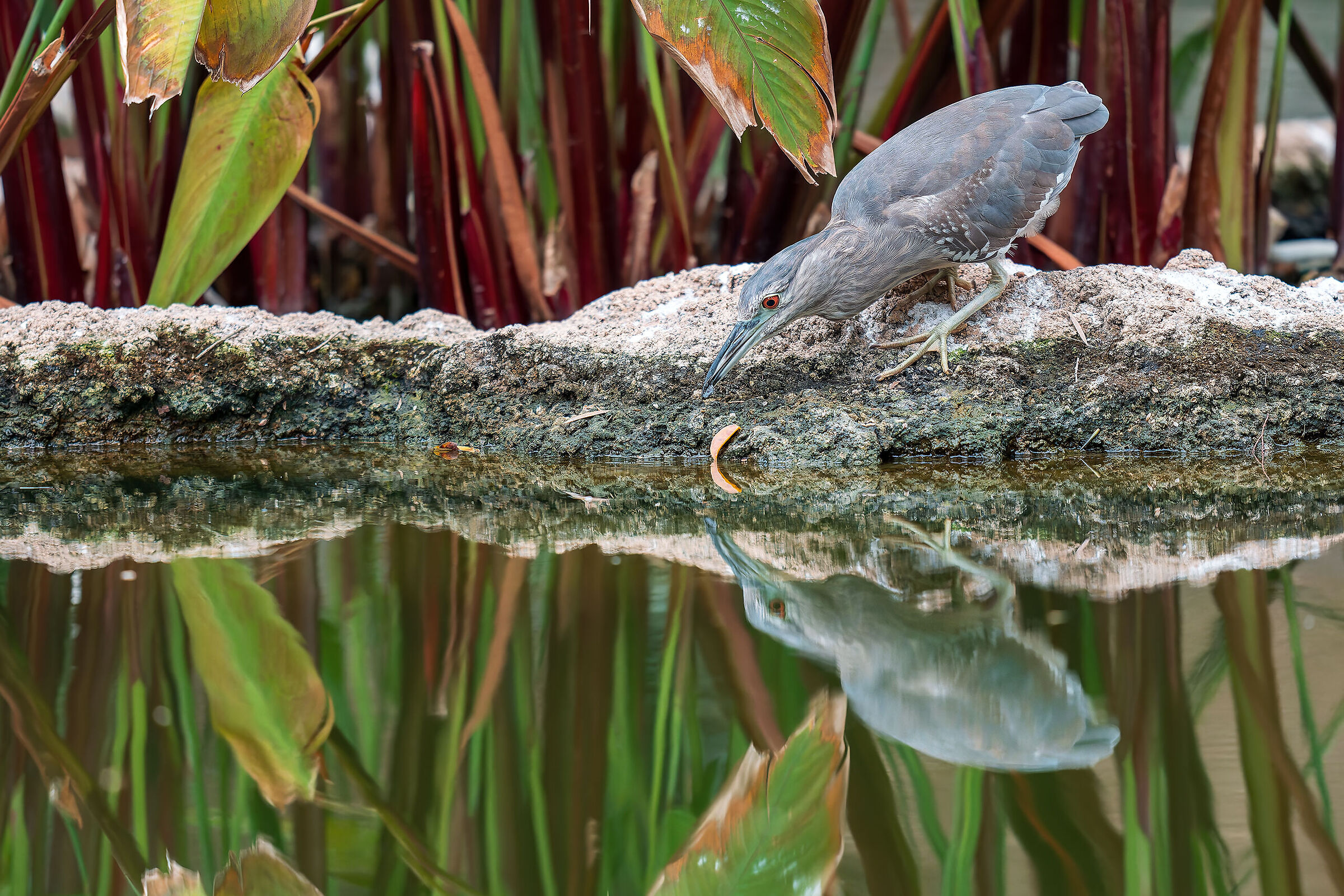 Nitticora allo specchio