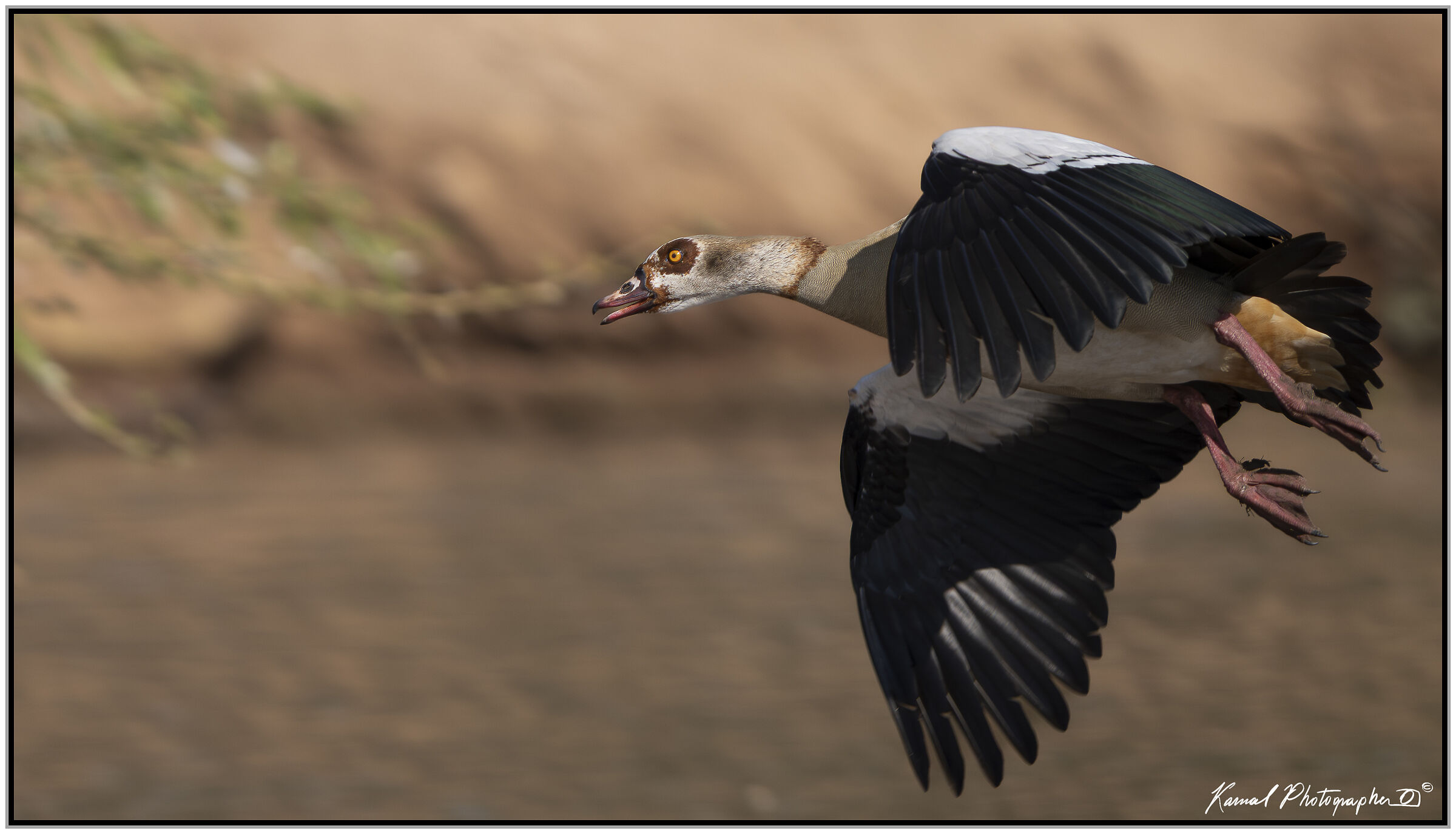 Egyptian goose (Alopochen aegyptiaca)