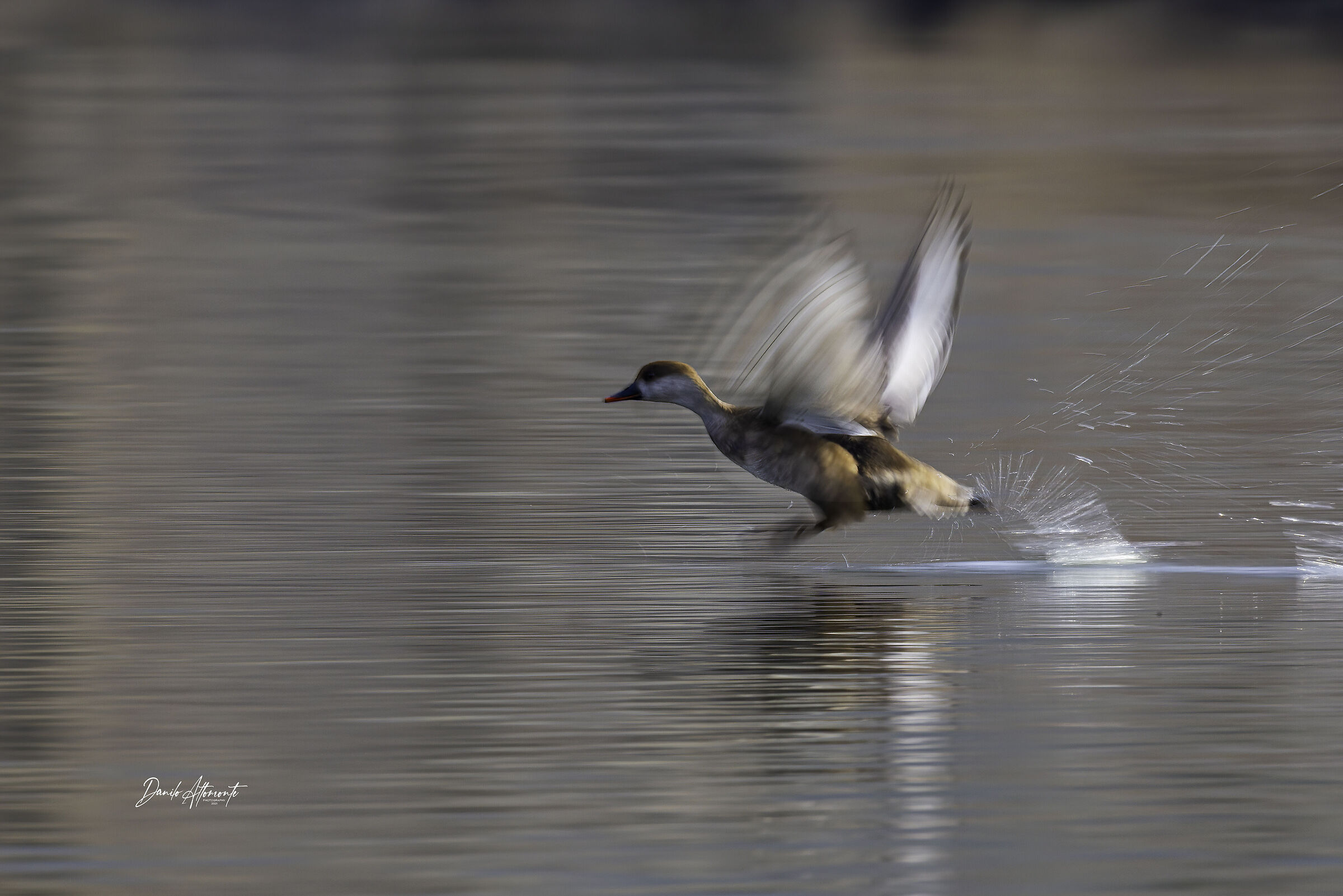 Pochard