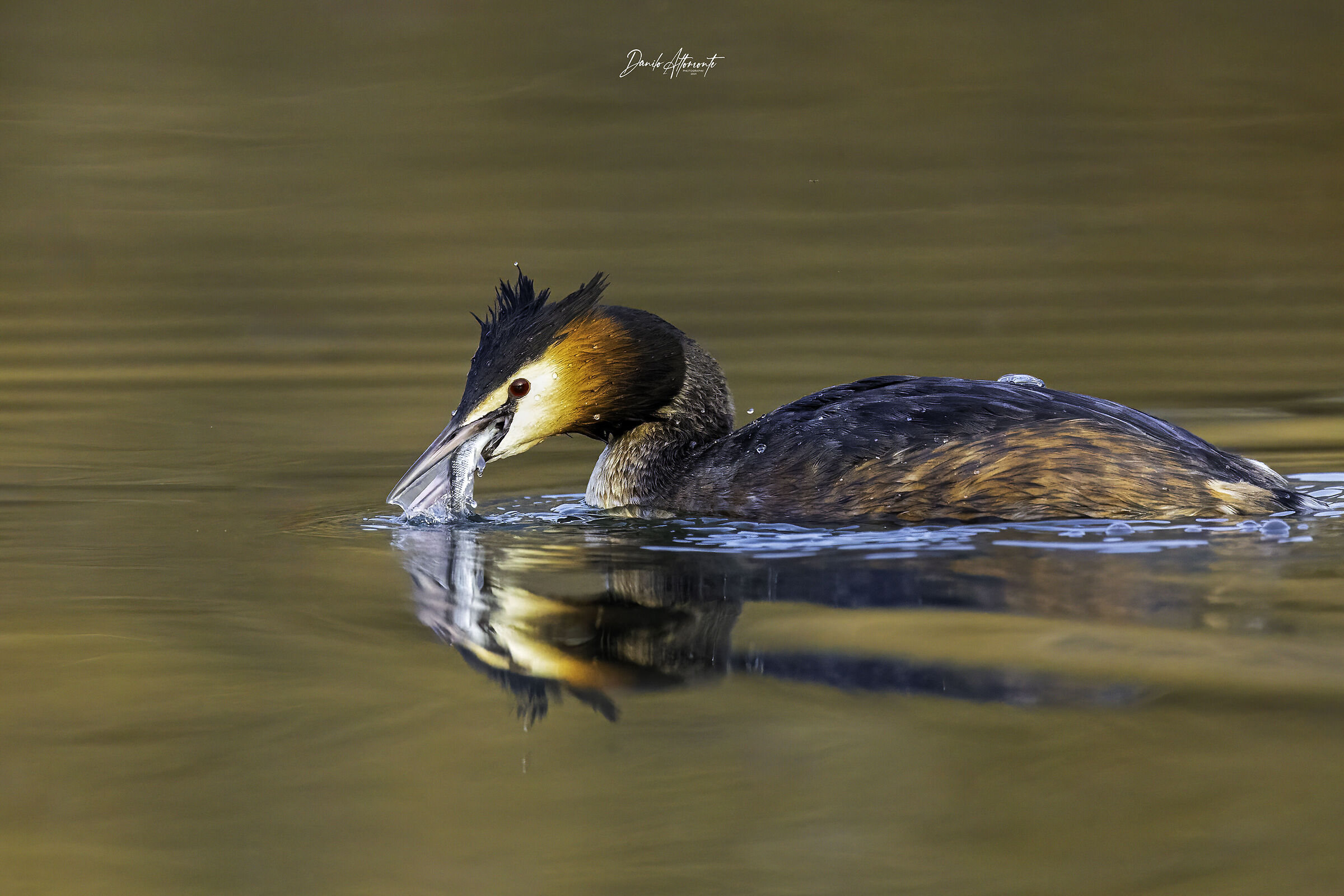 Grebe