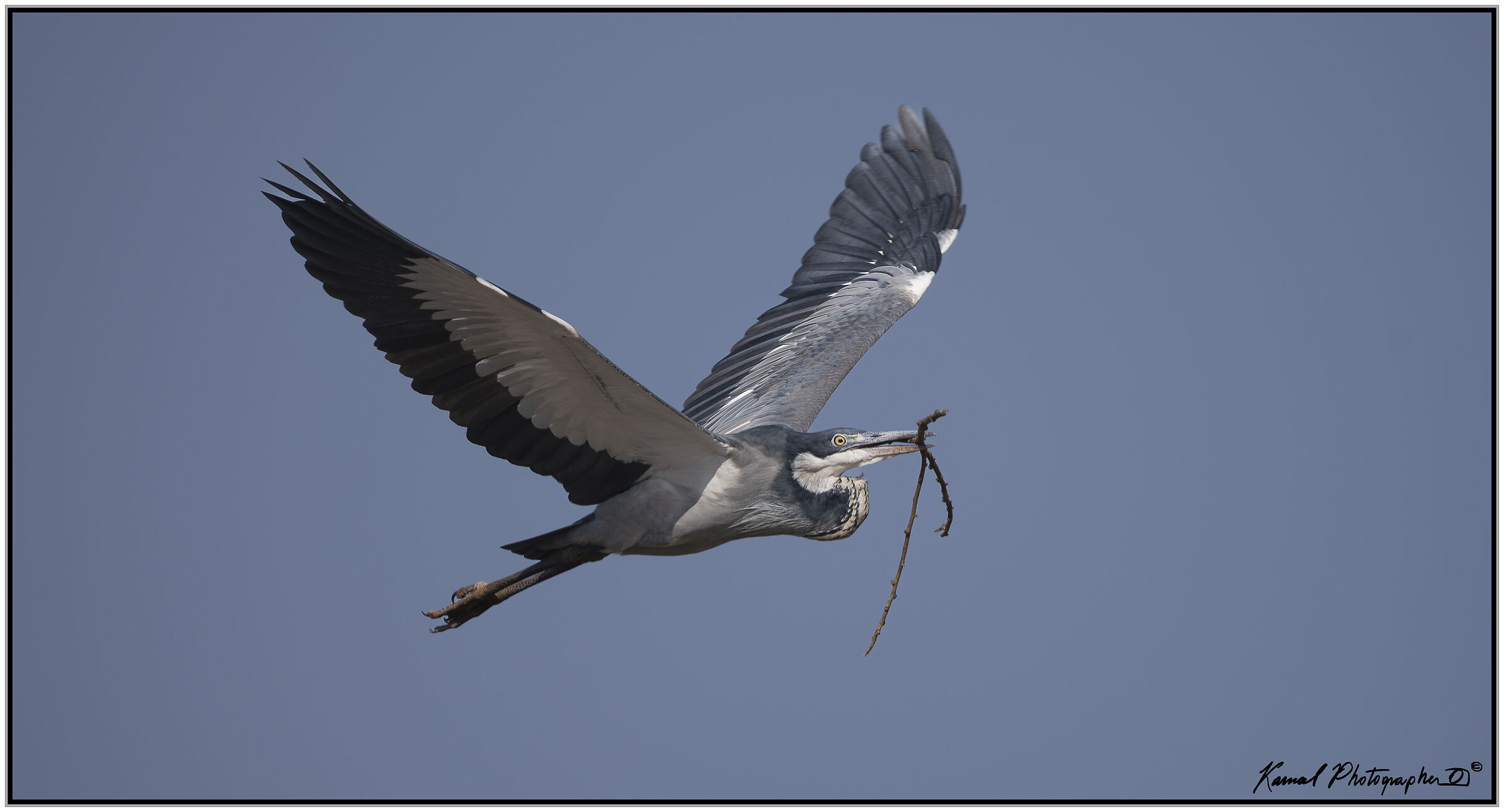 Black-headed heron (Ardea melanocephala)