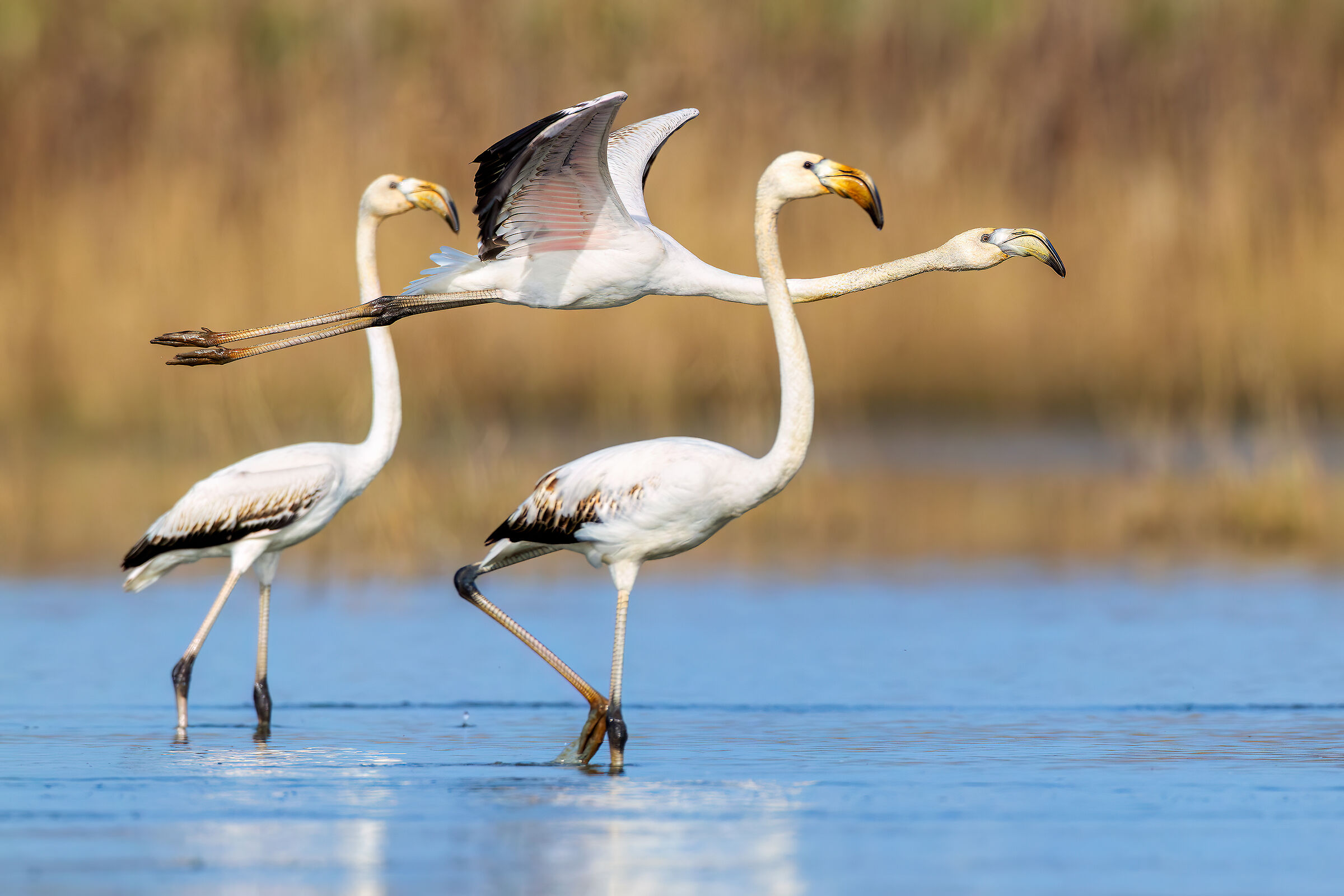 Flamingos