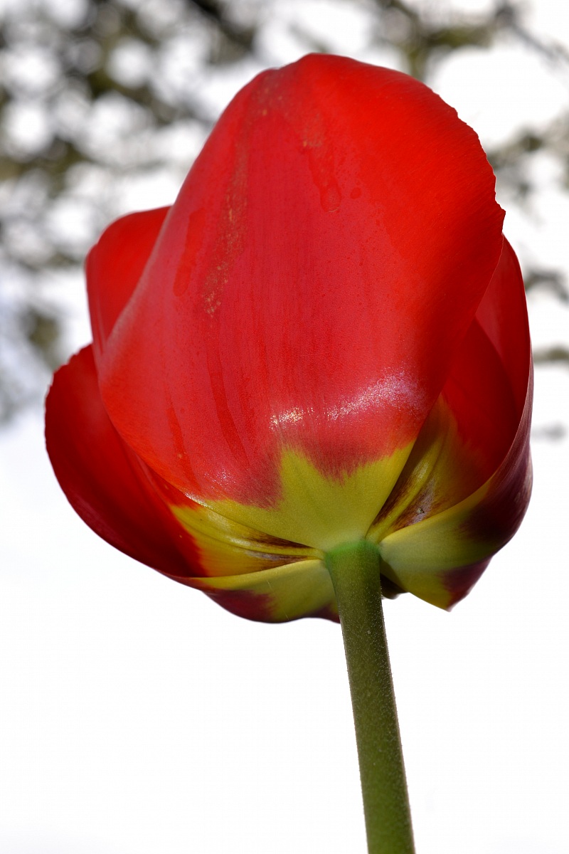 tulipano