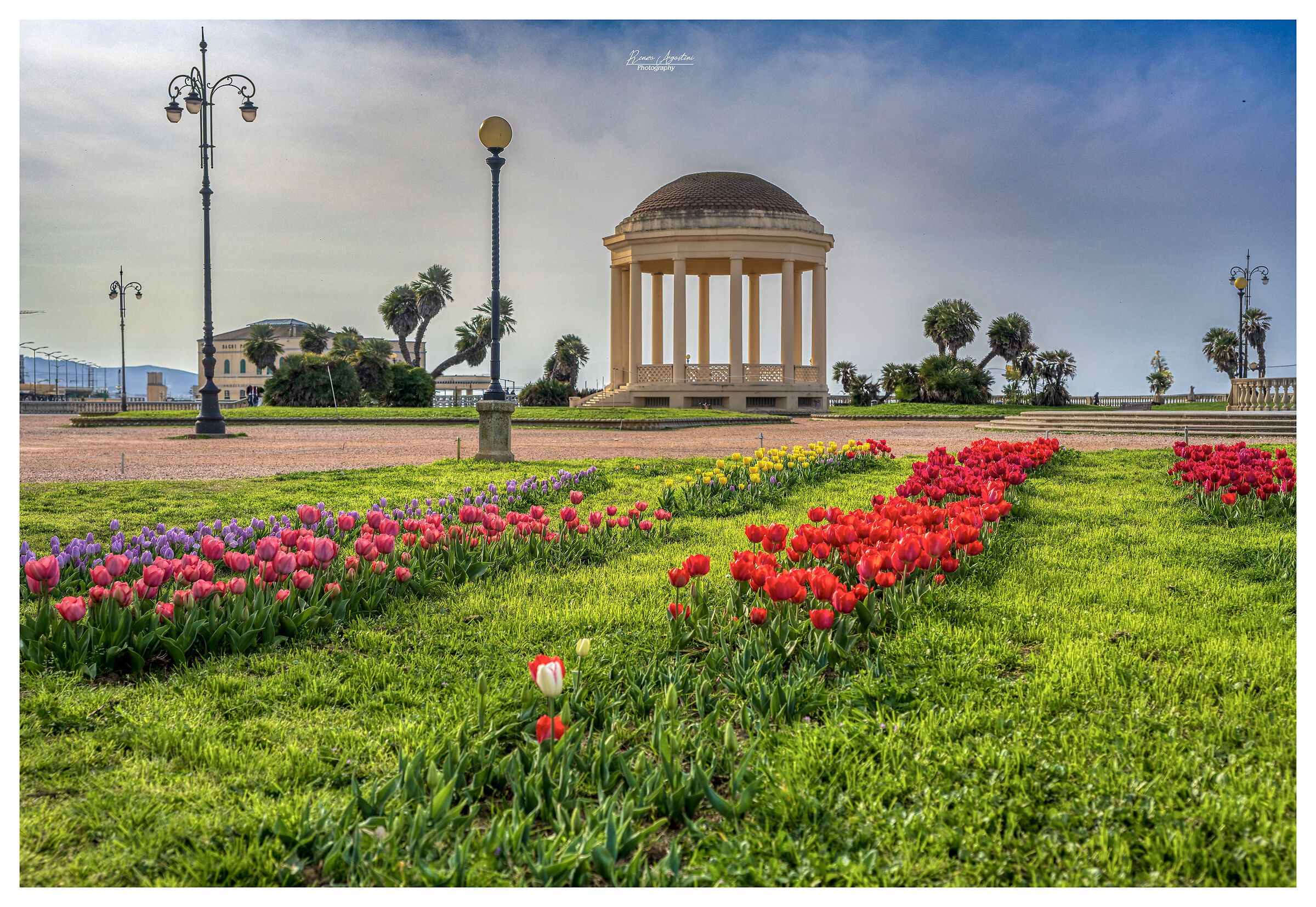 Tulips on the terrace Mascagni-Livorno