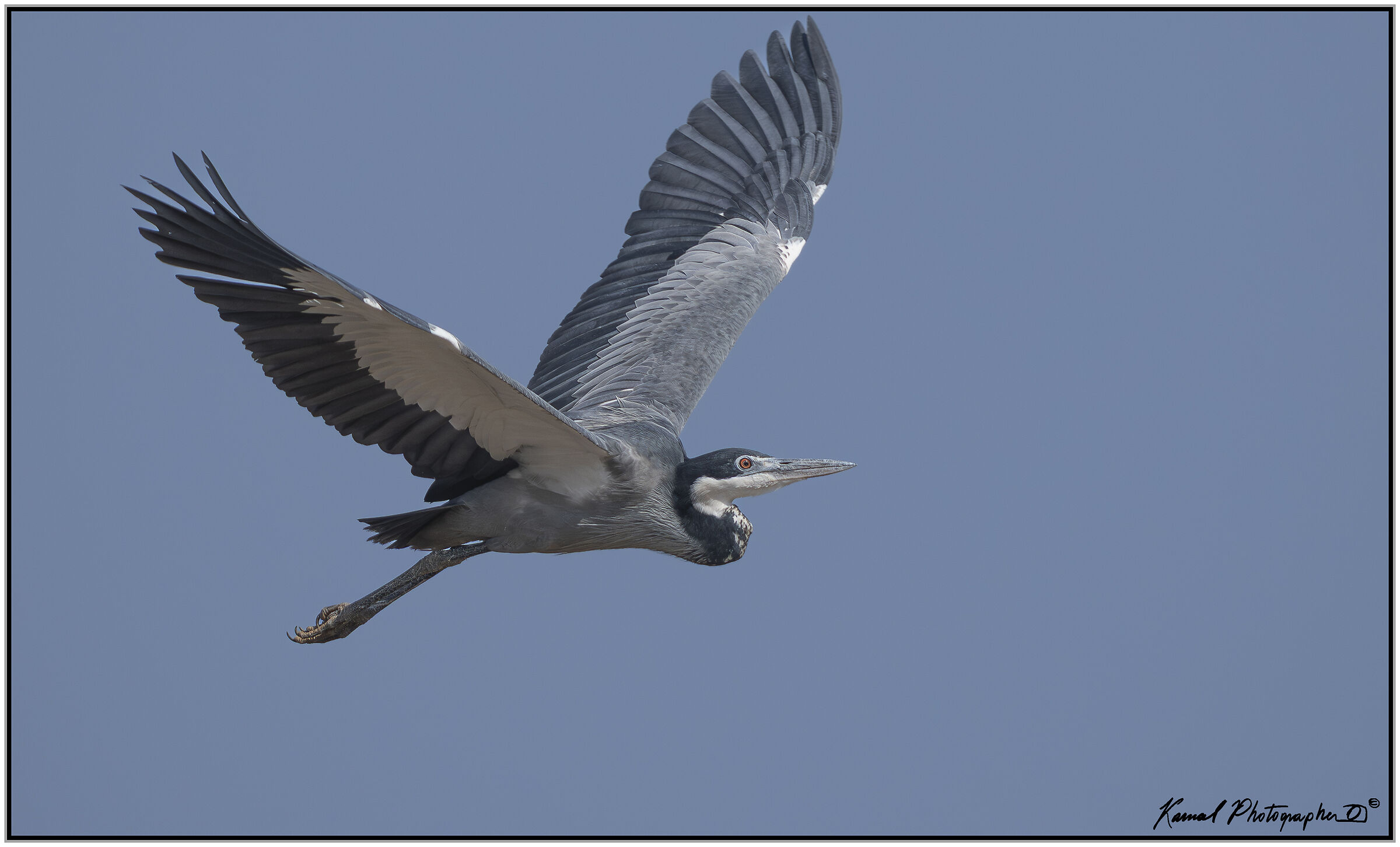 Black-headed heron (Ardea melanocephala)