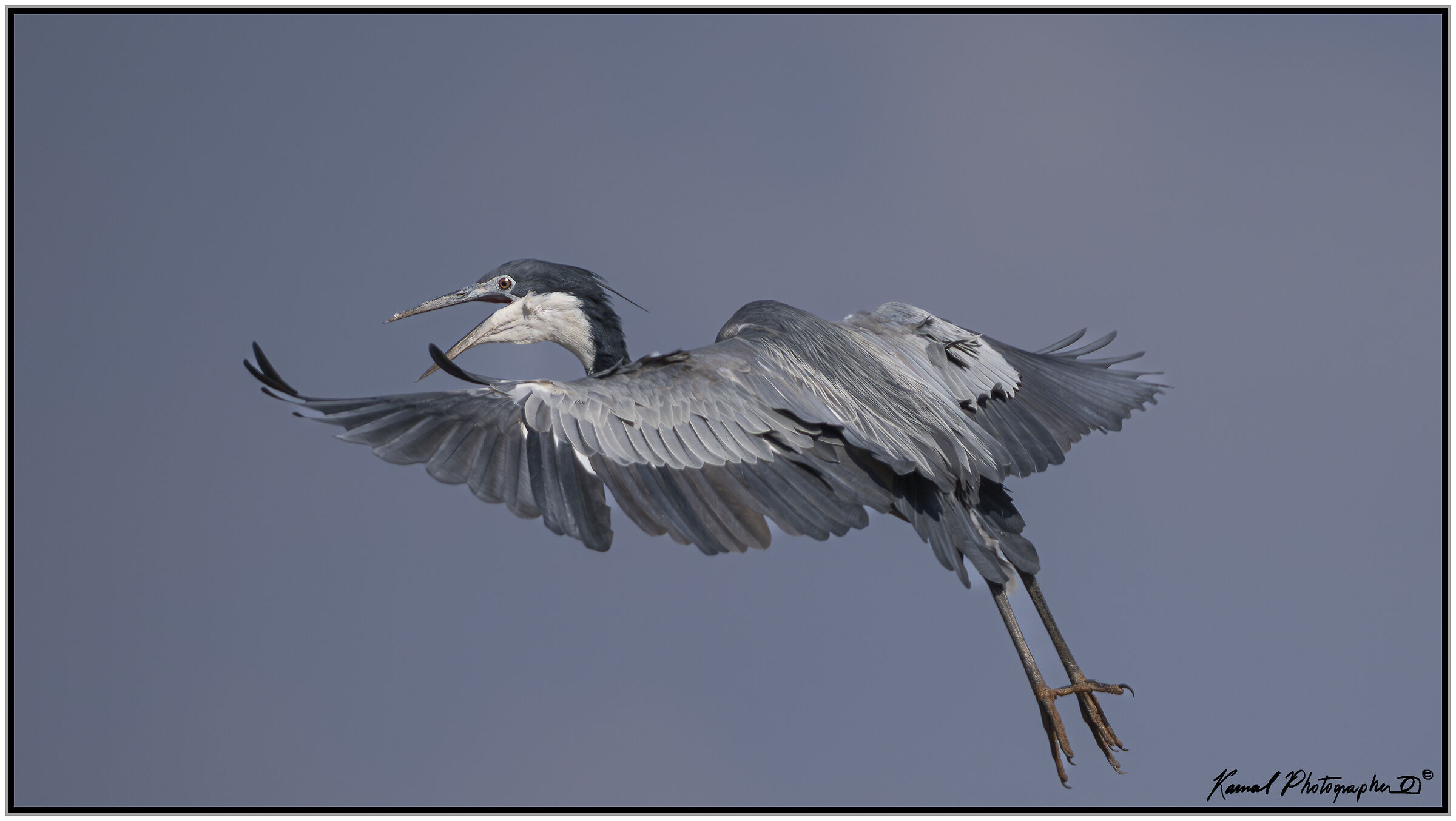 Black-headed heron (Ardea melanocephala)