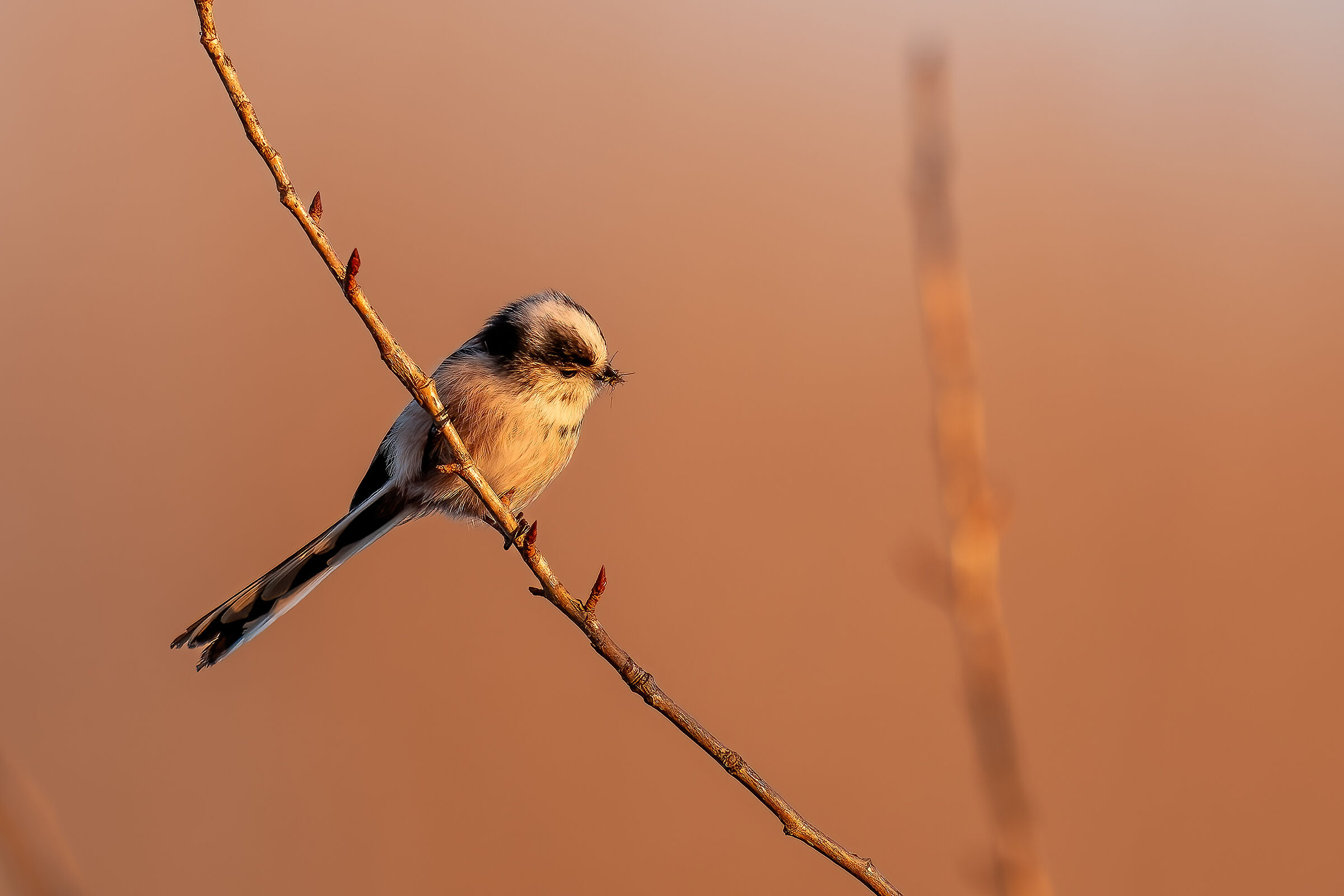 Codibugnolo con piccola preda al tramonto