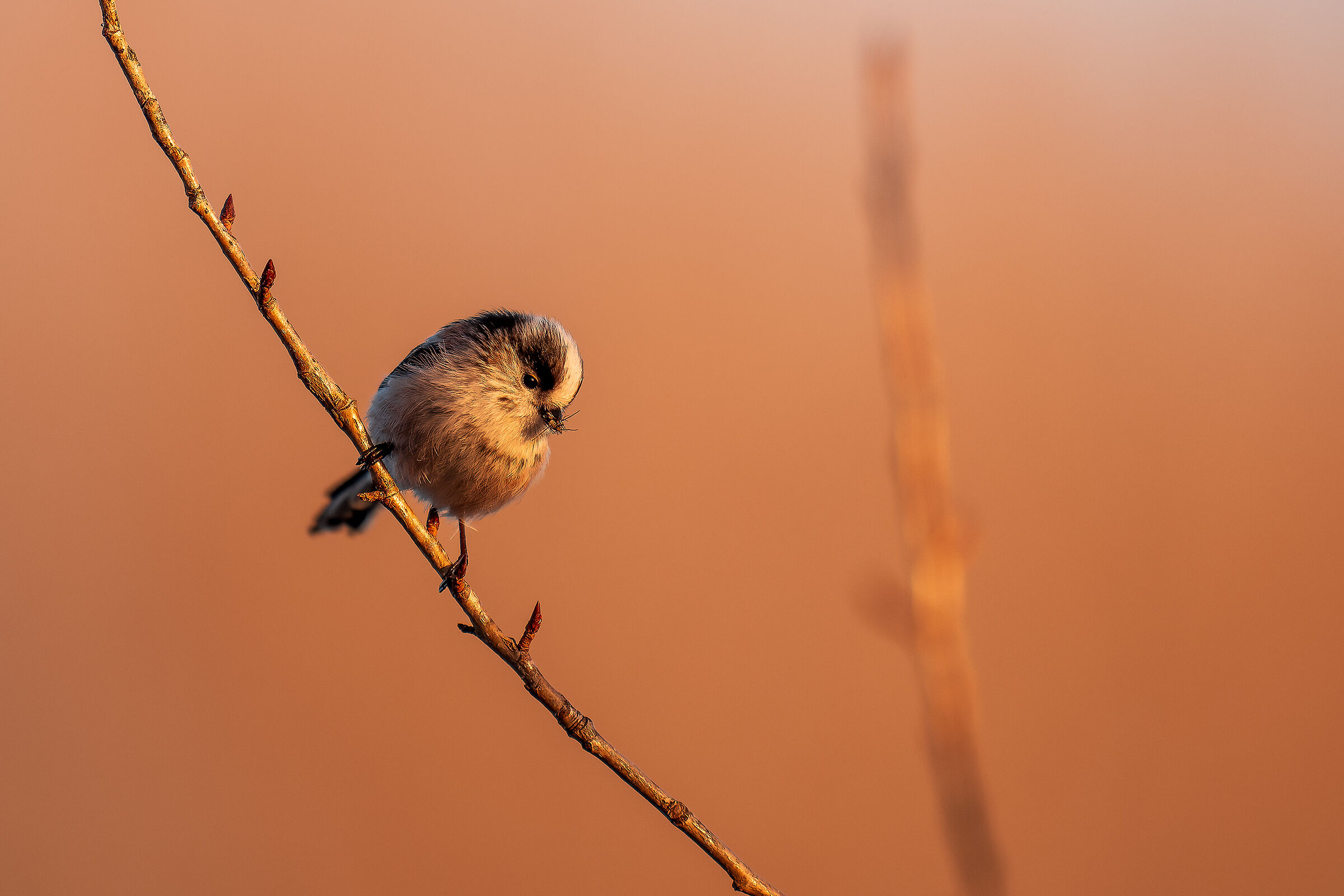 Codibugnolo con piccola preda