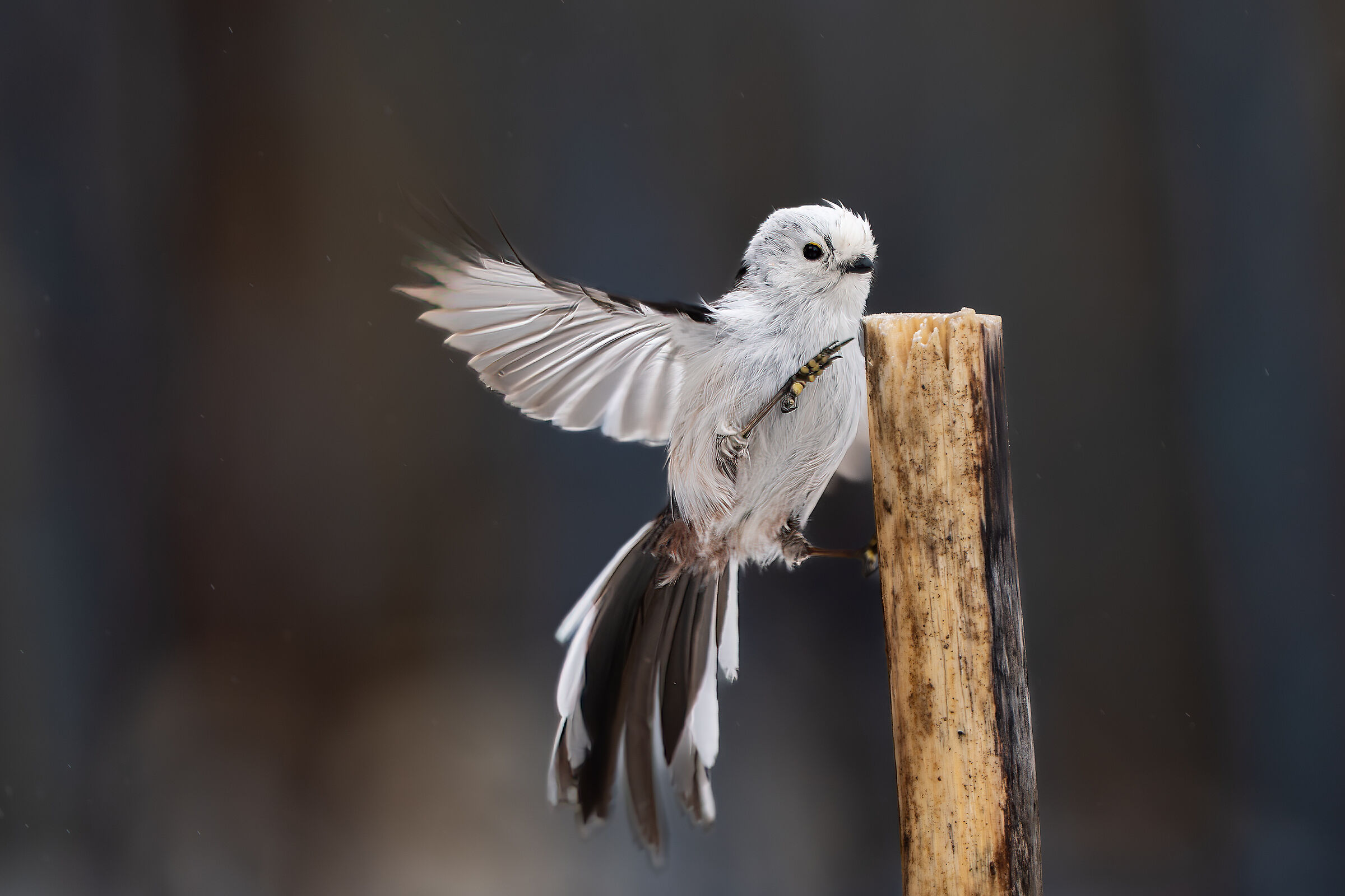Long-tailed on landing