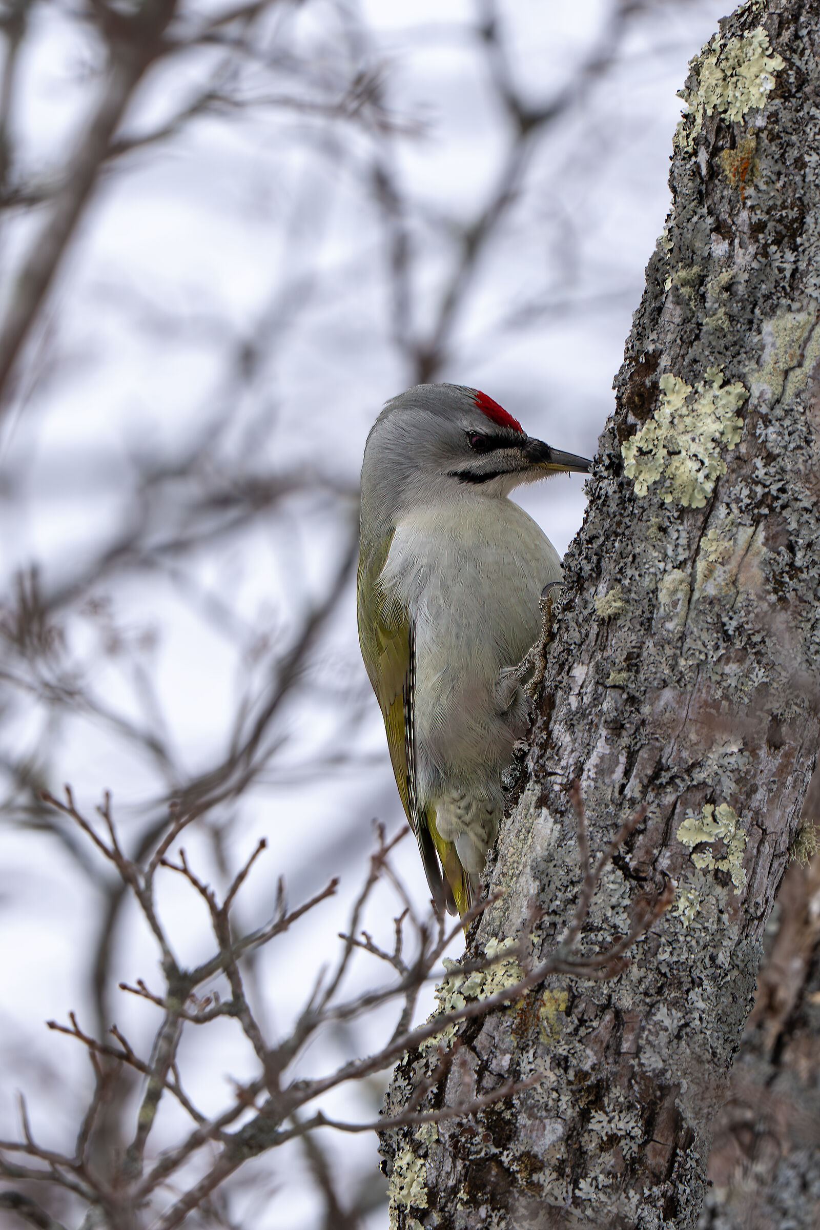 Woodpecker erde ?