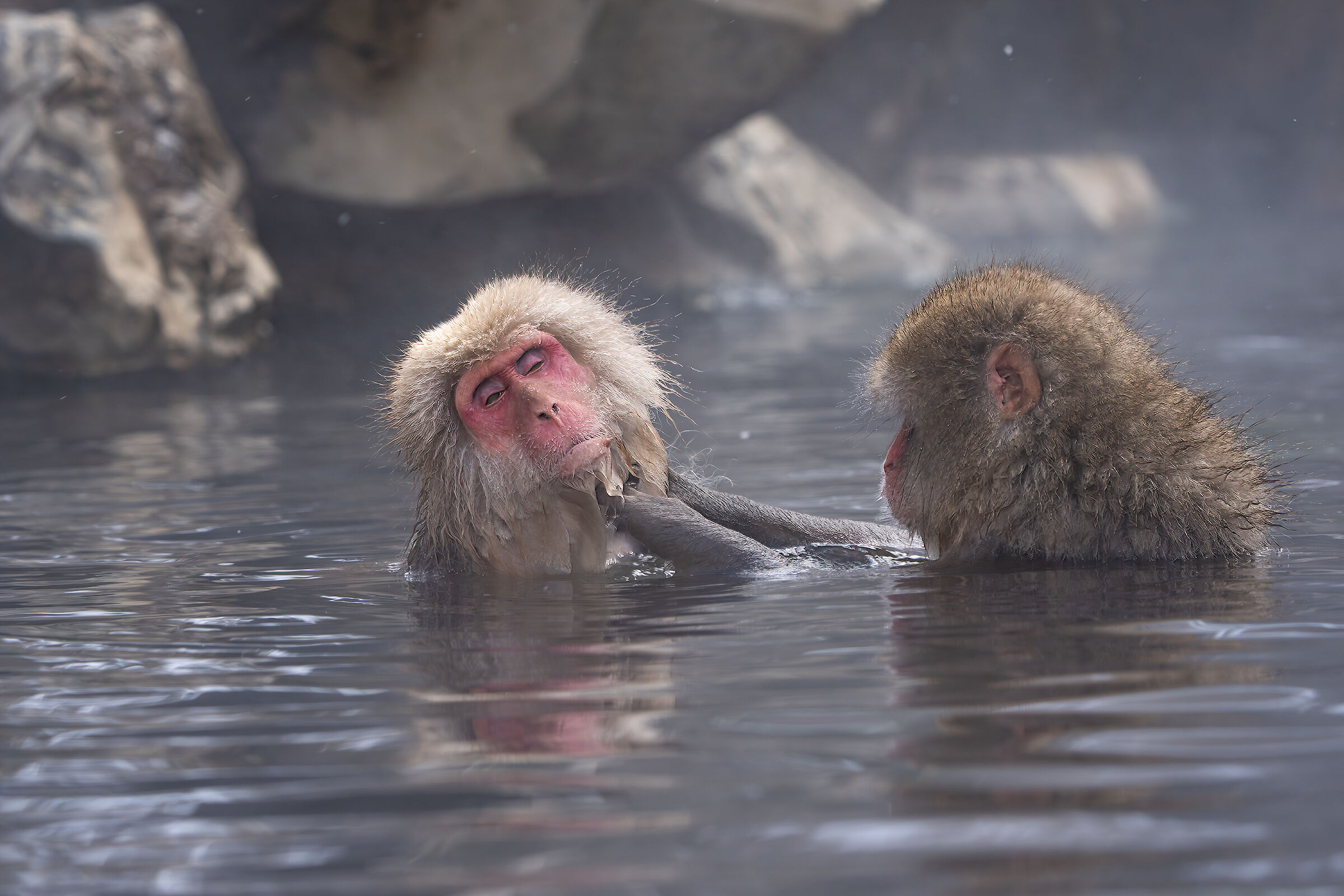 Soaked macaques